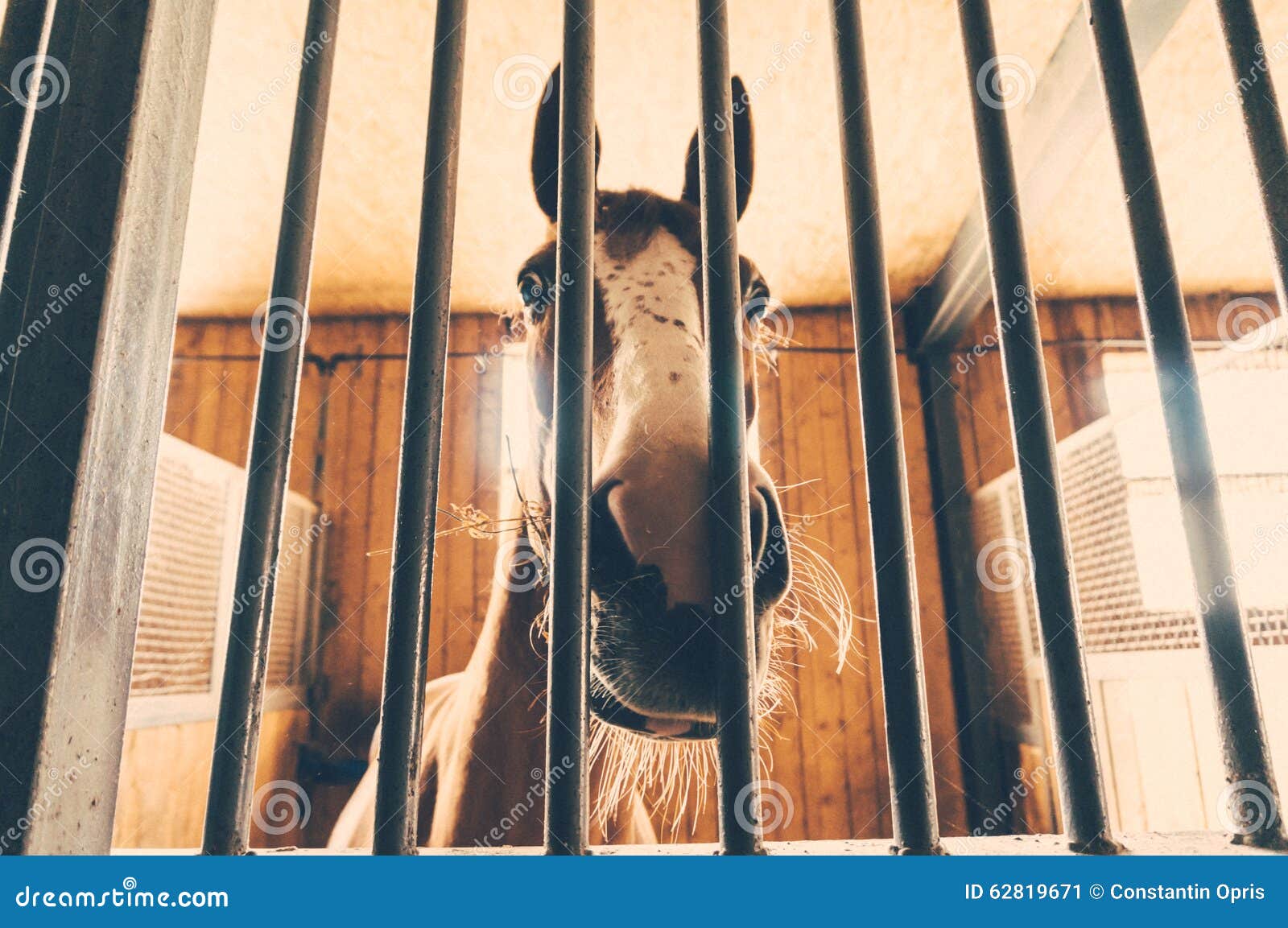 Horse in stall stock image. Image of animal, inside, barrier 62819671