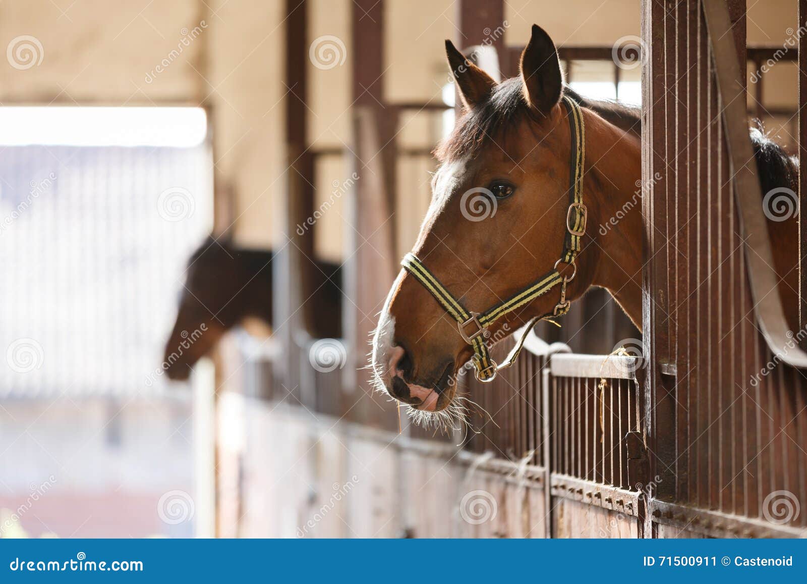 horse in a stall