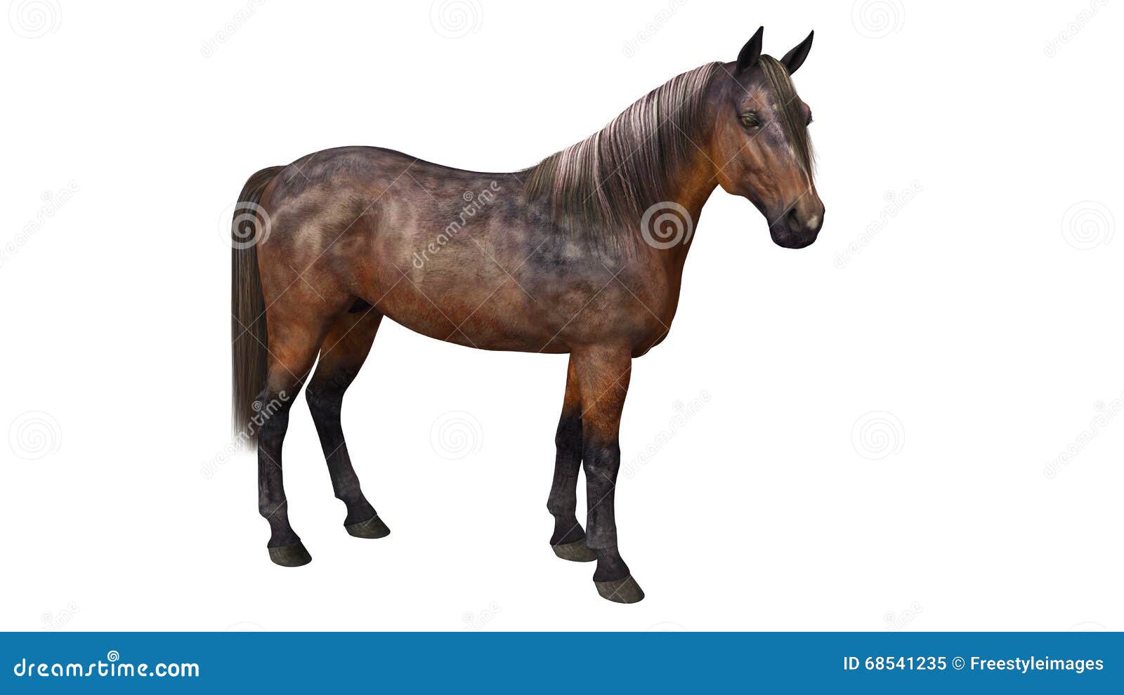 horse standing, hoofed animal on white