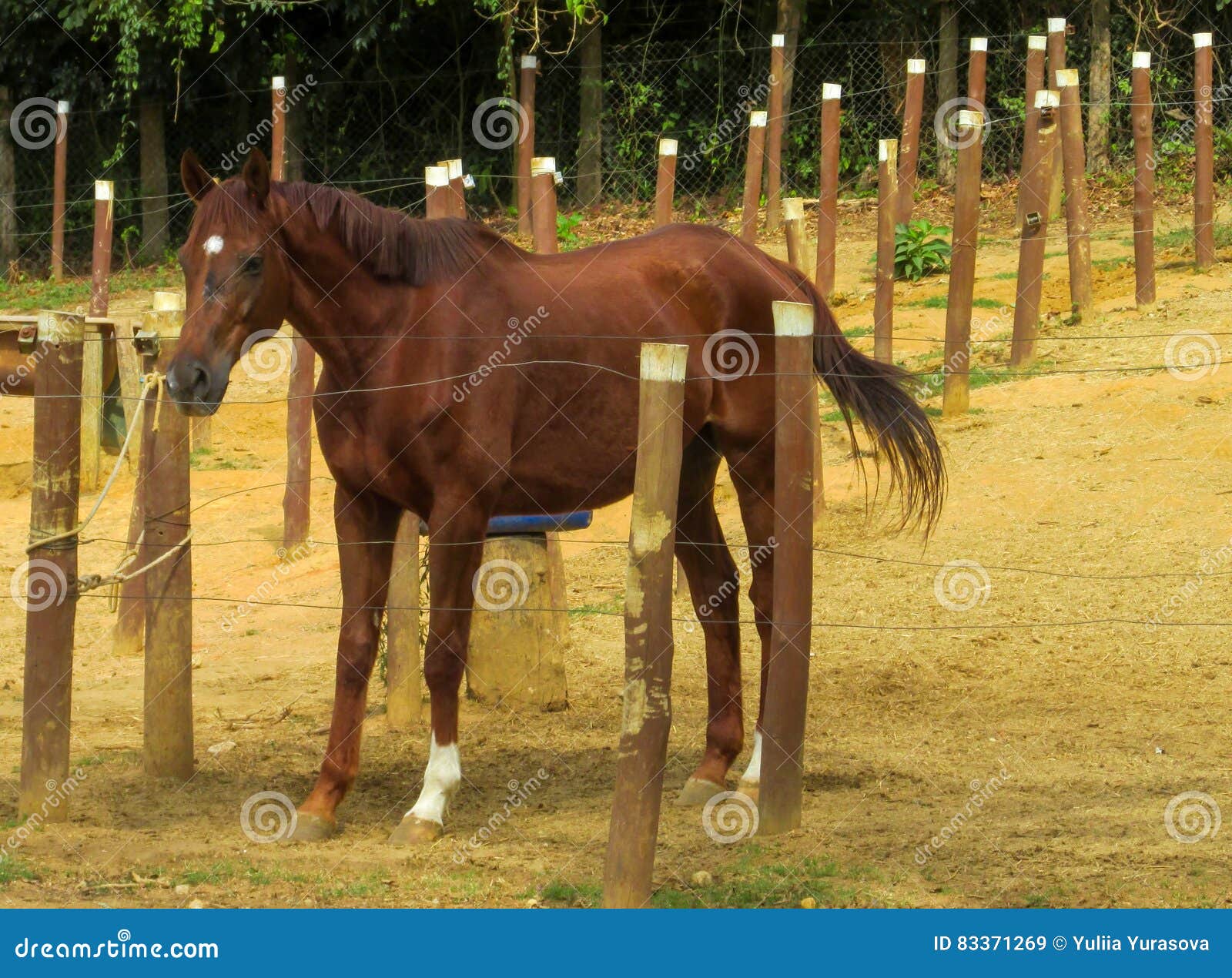 Horse standing in the pen stock image. Image of beast 83371269