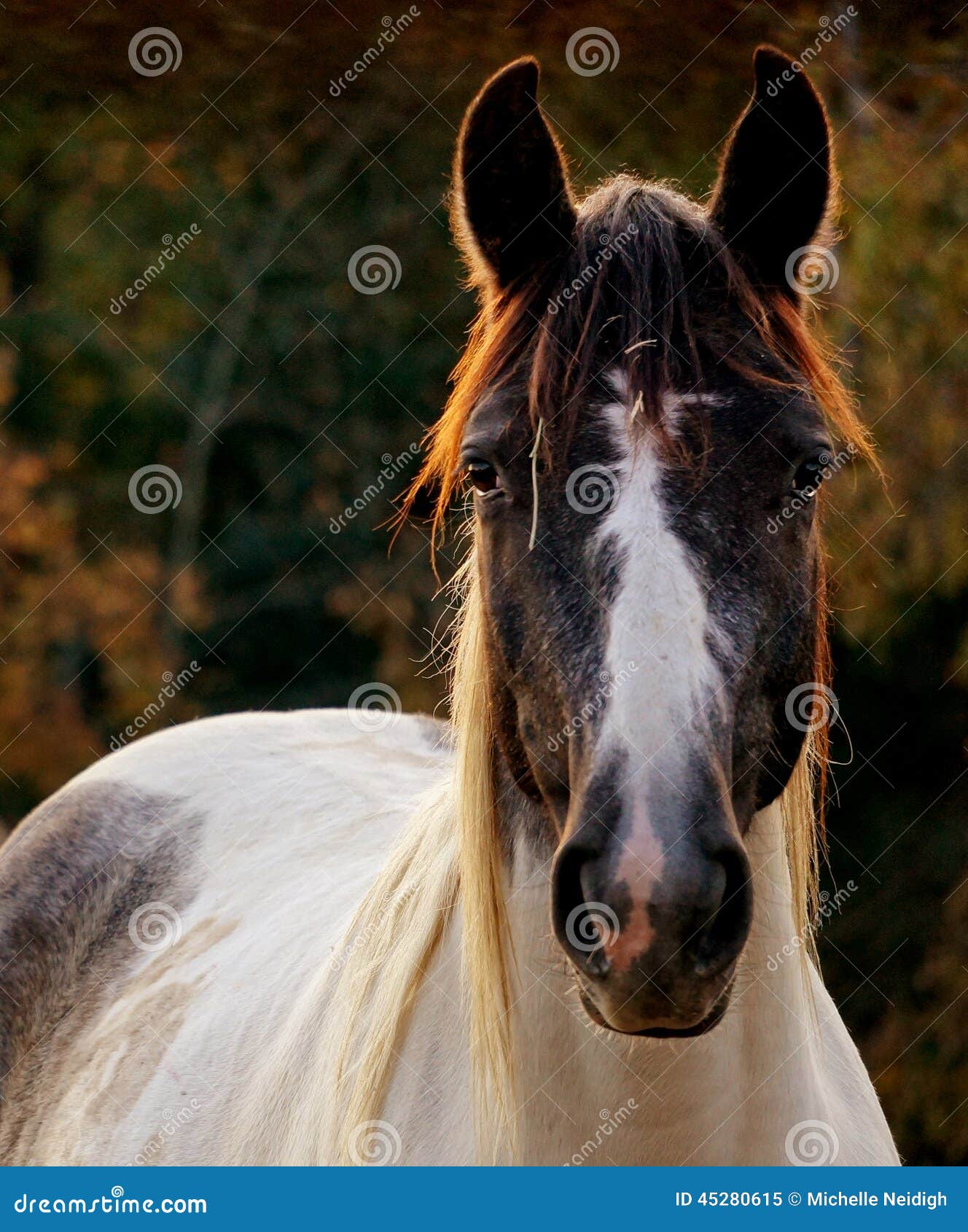 Horse Stare stock image. Image of alert, proud, soaking 45280615