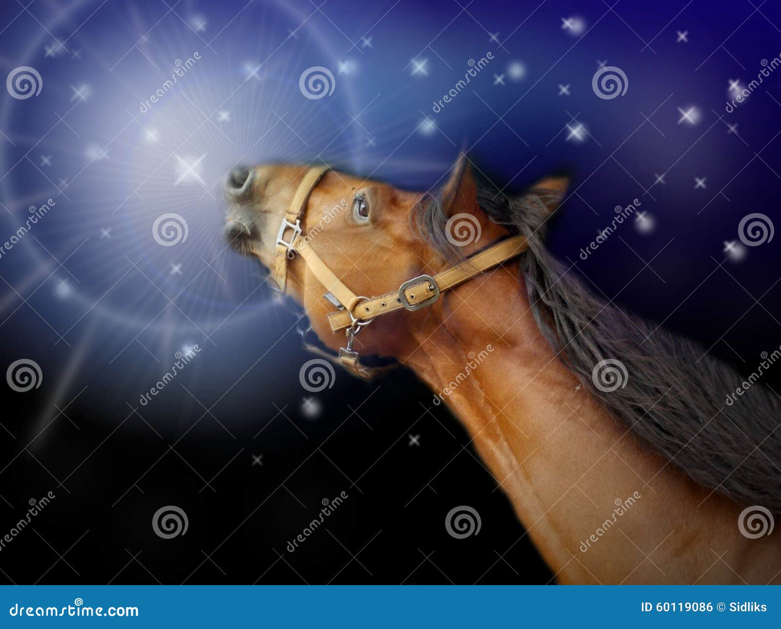 Horse Stars Sky stock photo. Image of farm, curious, brown 60119086