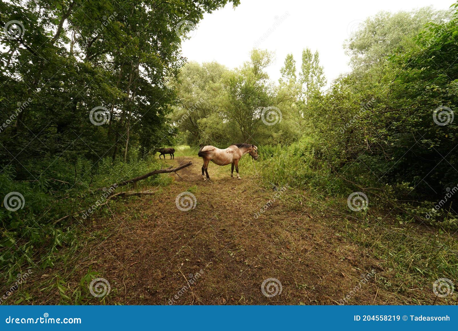 Horse in Summertime Junglemeadow 1 Stock Image Image of forest