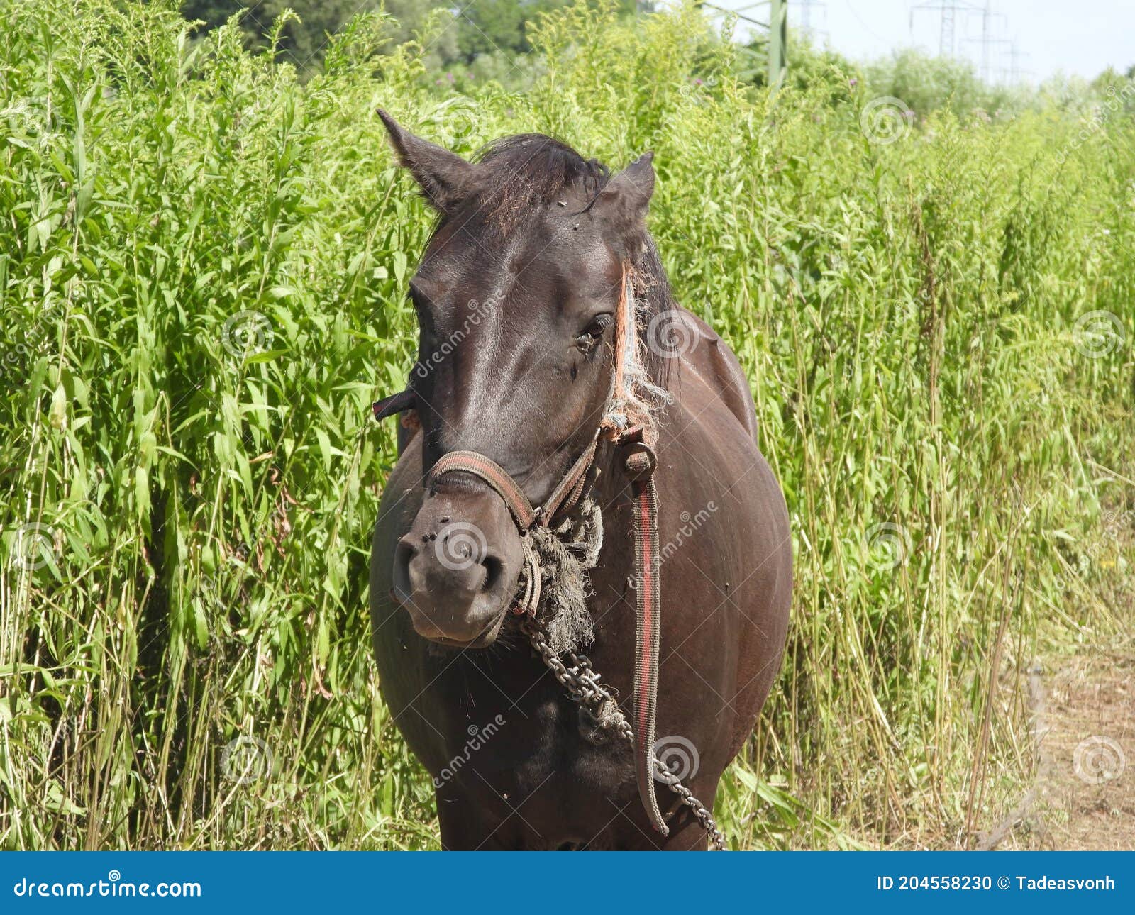 Horse in Summertime Junglemeadow 3 Stock Photo Image of summer