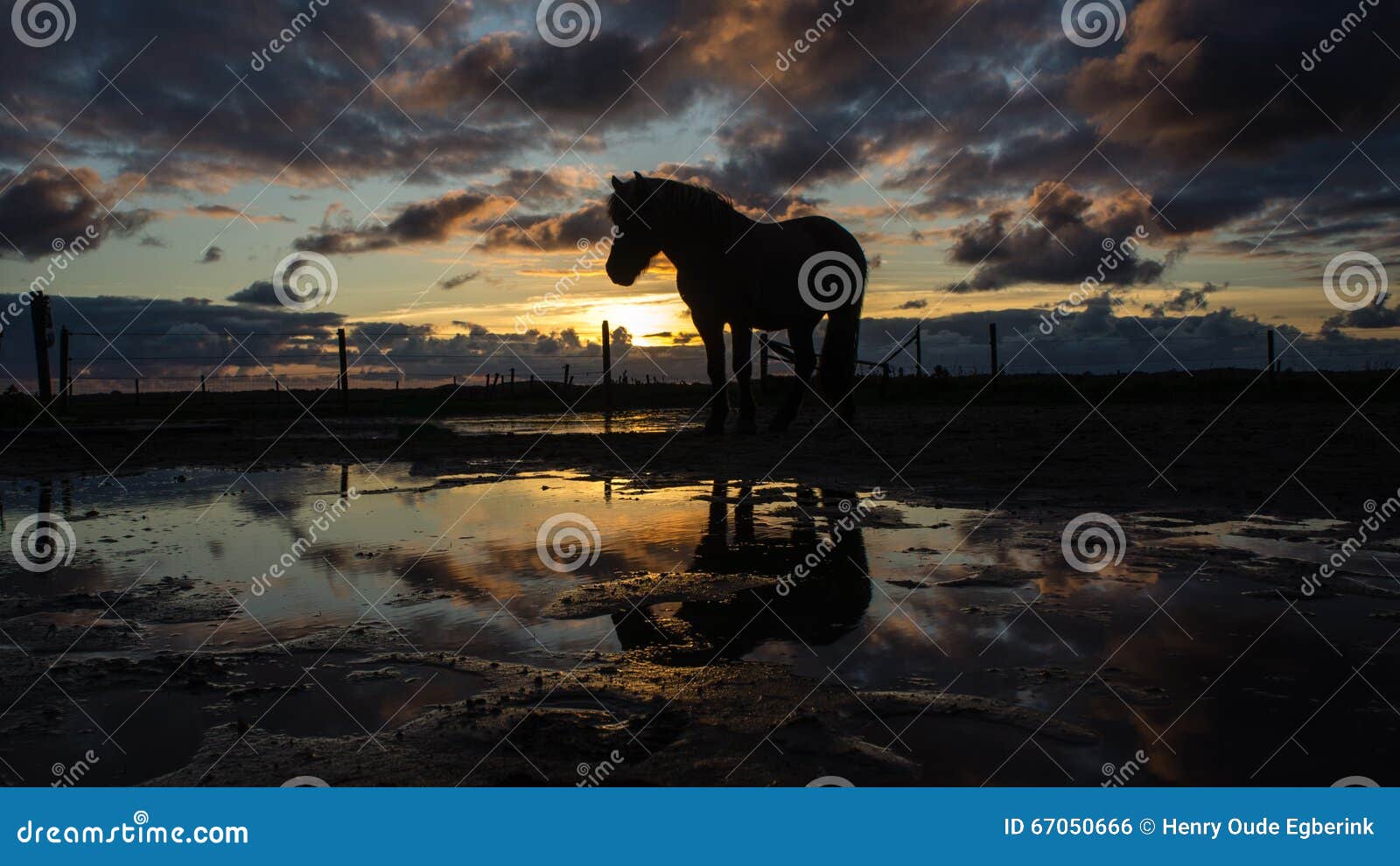 Icelandic Horse during sunset near the Dutch coast