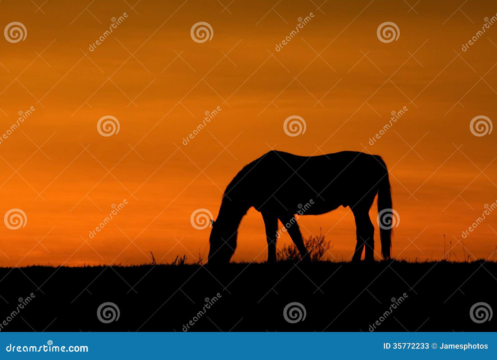 A Horse at Sunset stock image. Image of feeding, sunset 35772233