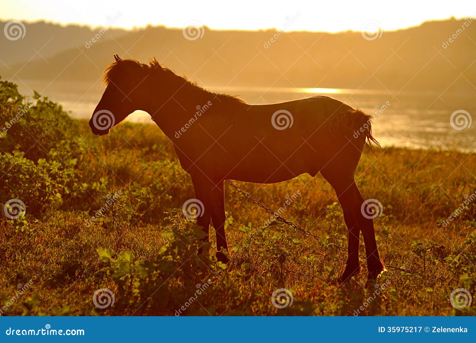 A Horse at Sunset stock image. Image of moving, hilltop 35975217