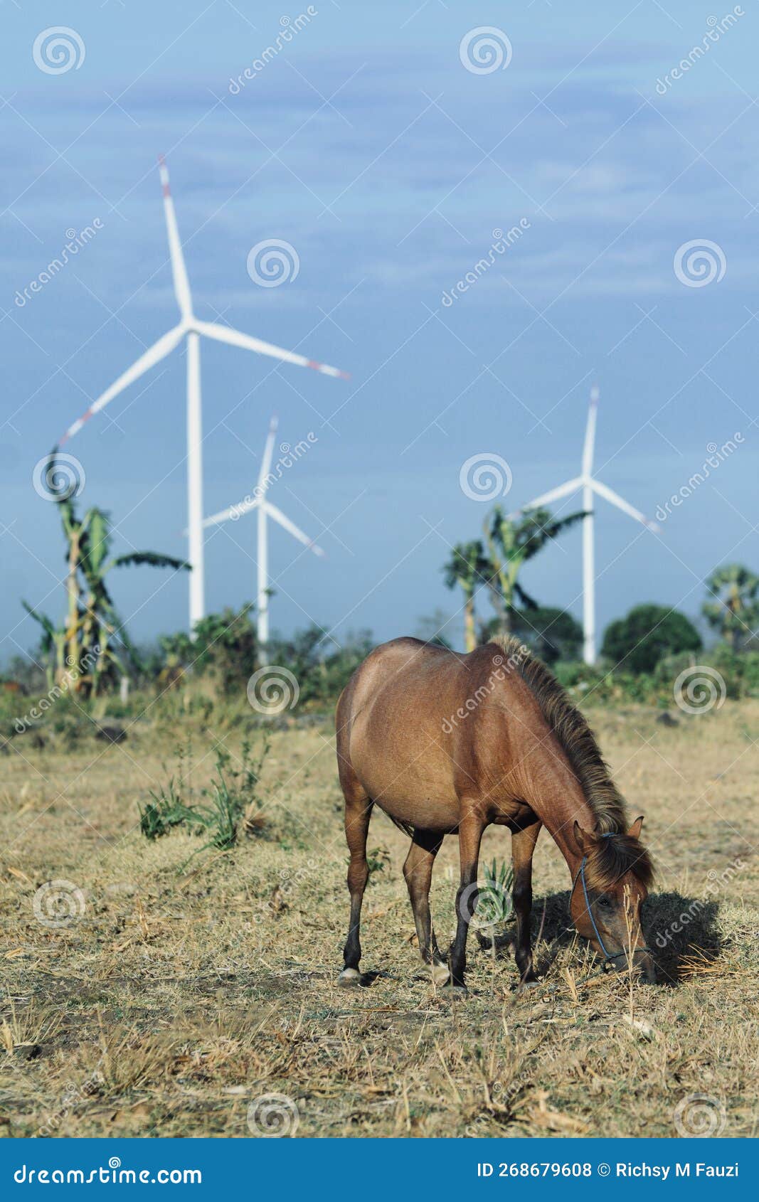 horse an sustainability resources