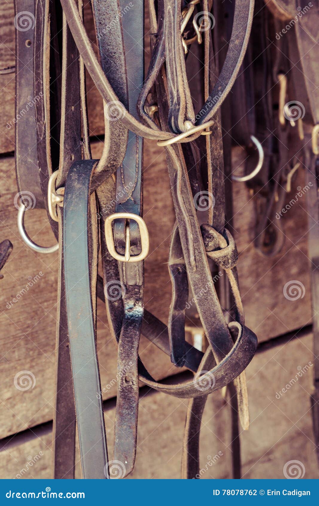 Horse Tack Items stock photo. Image of barn, tack, halter 78078762