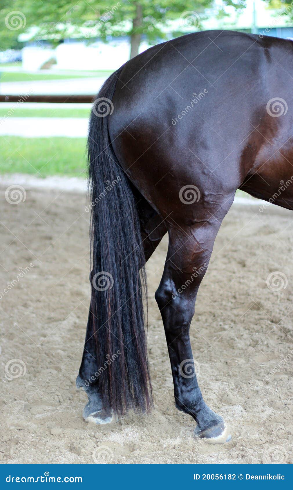 horse tail