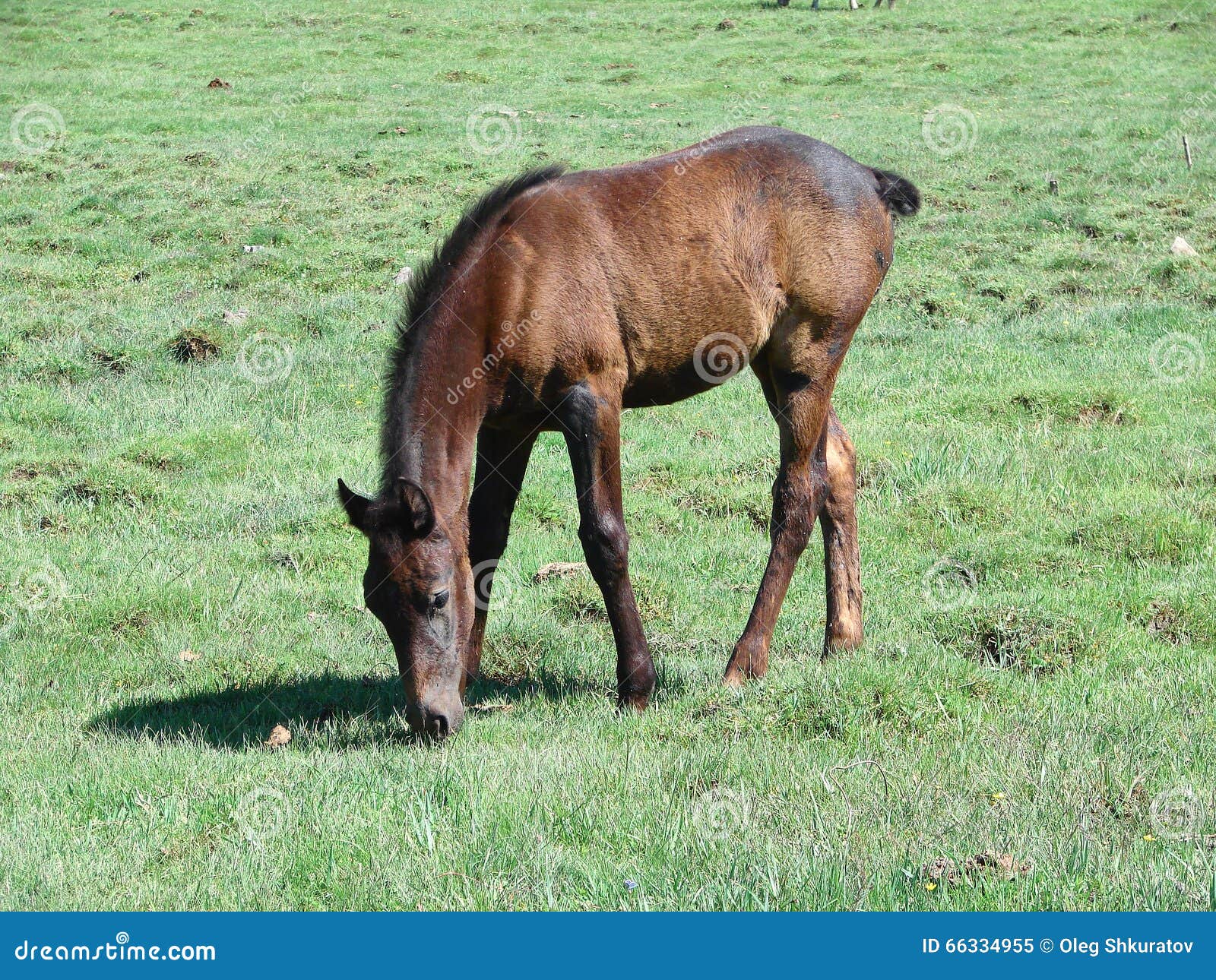 The Horse without Tail Eats a Grass Stock Image Image of colors, tail
