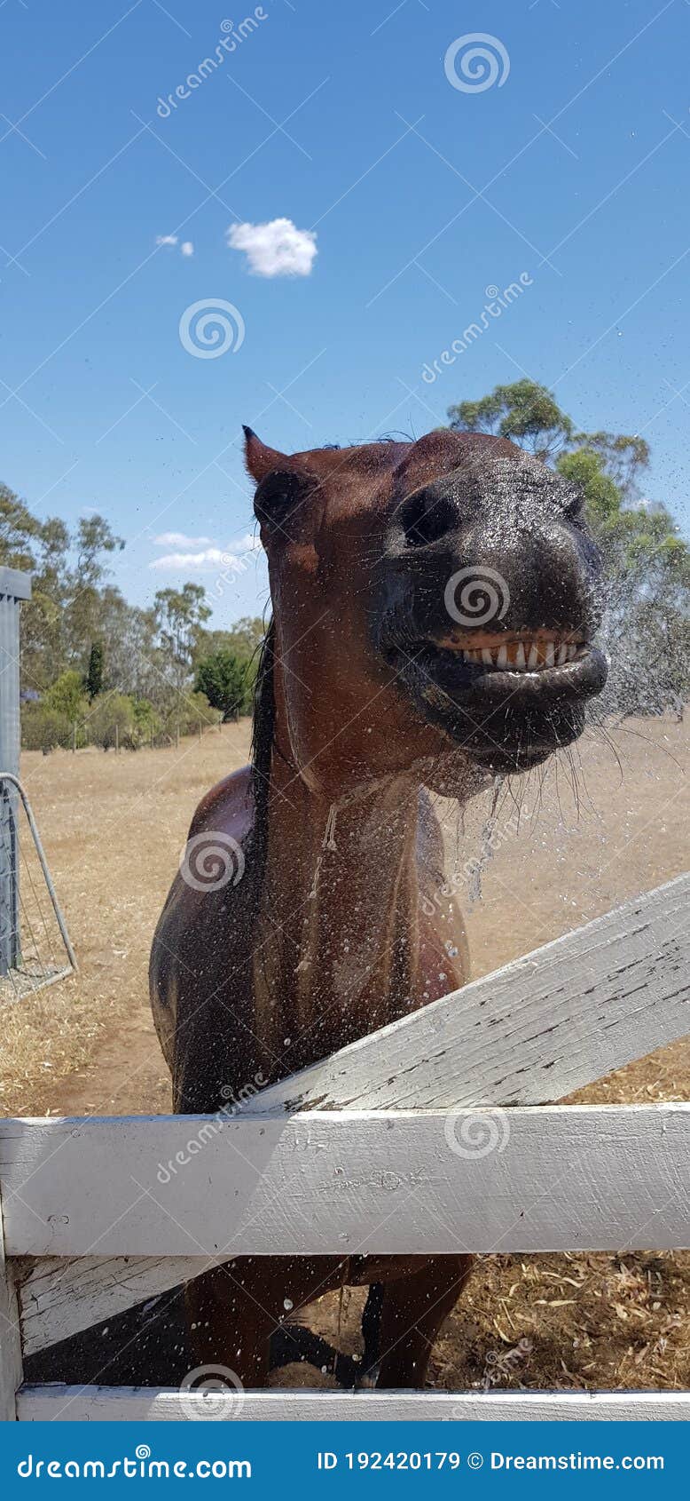 Horse taking bath stock image. Image of statue, blue 192420179