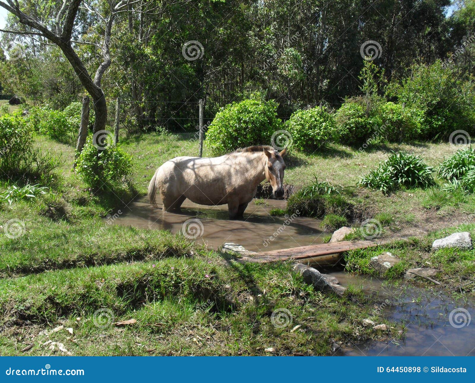 Horse taking a bath stock photo. Image of wood, taking 64450898