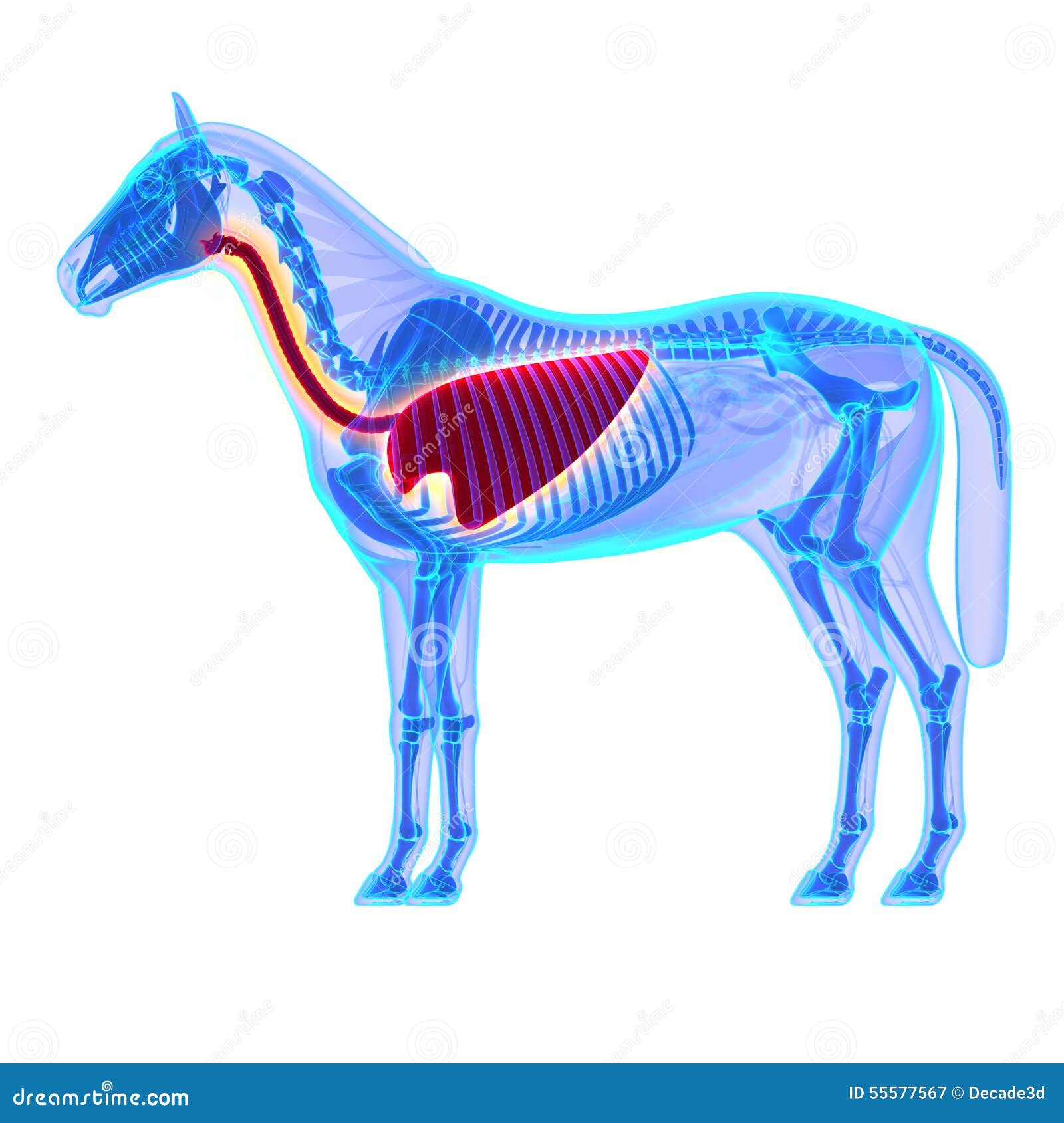 horse thorax - horse equus anatomy -  on white