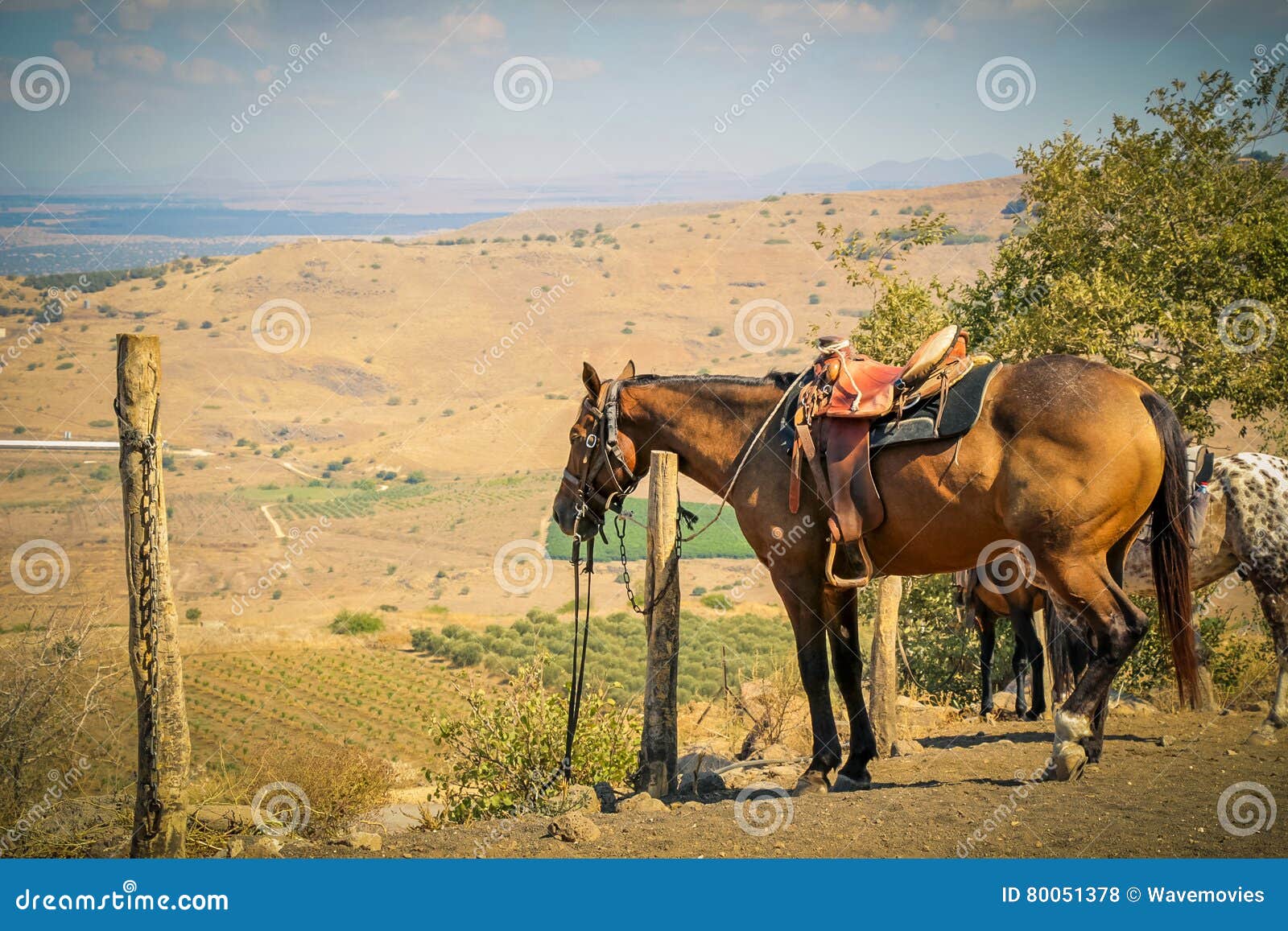 Horse Tie To a Pole in a Ranch at Rural Area Stock Photo Image of
