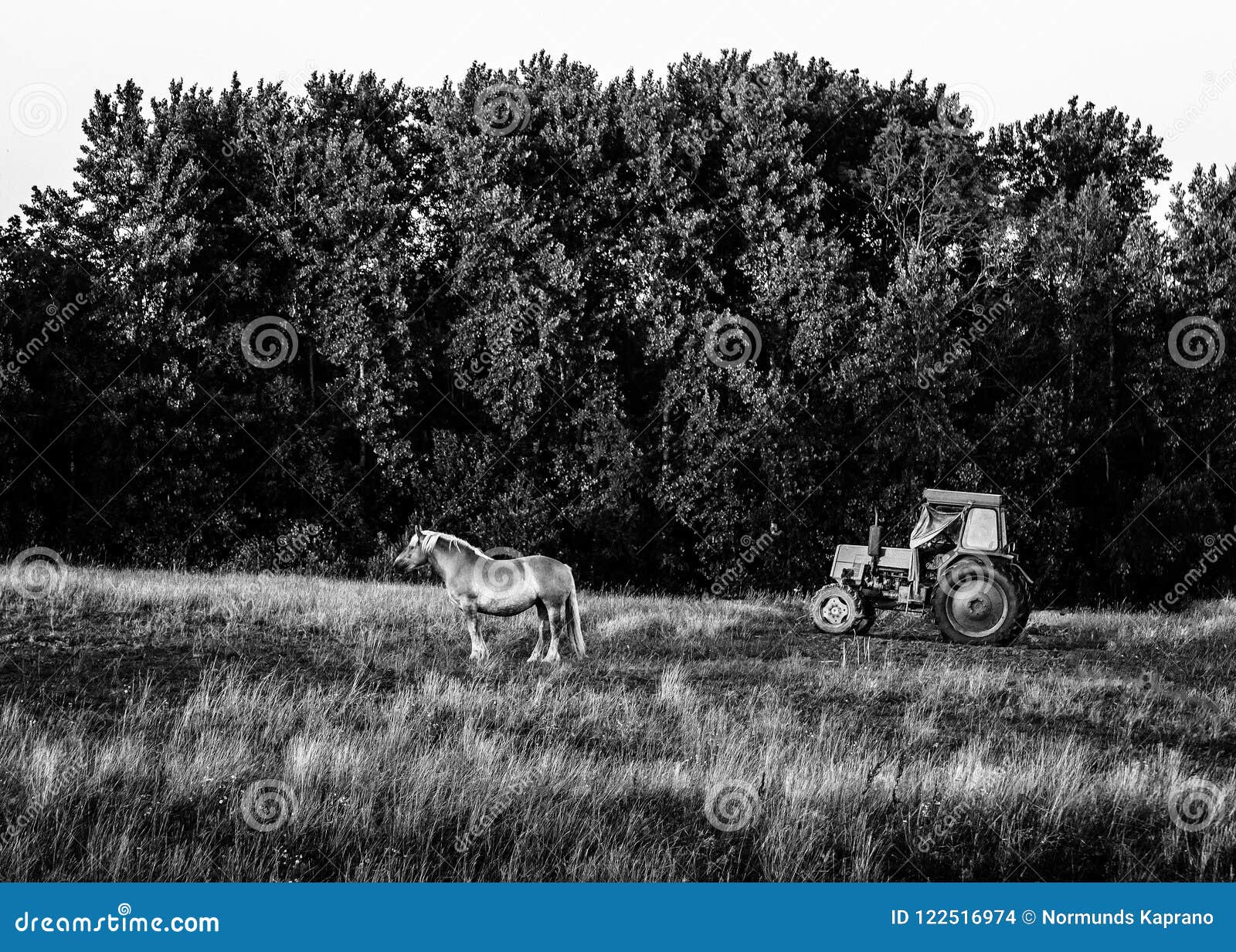 Horse and tractor stock photo. Image of foal, hill, home 122516974