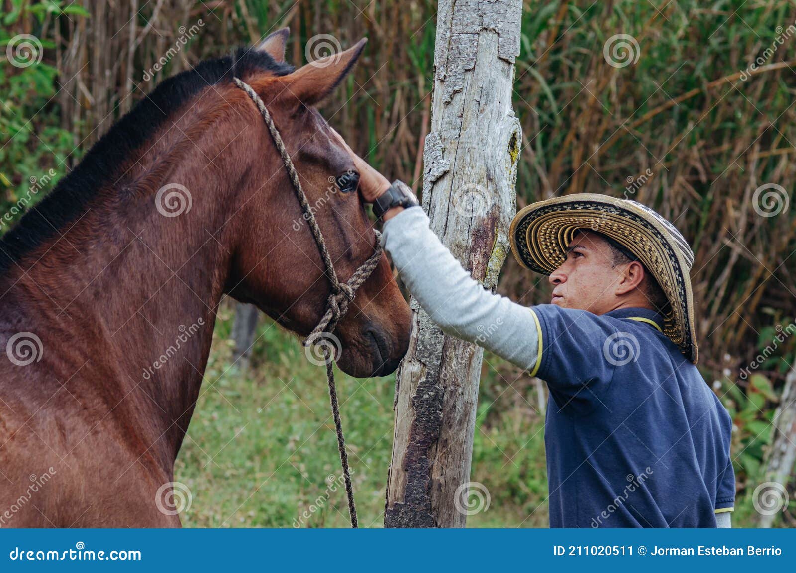 Horse Trainer Gently Stroking Horse`s Head Stock Image CartoonDealer