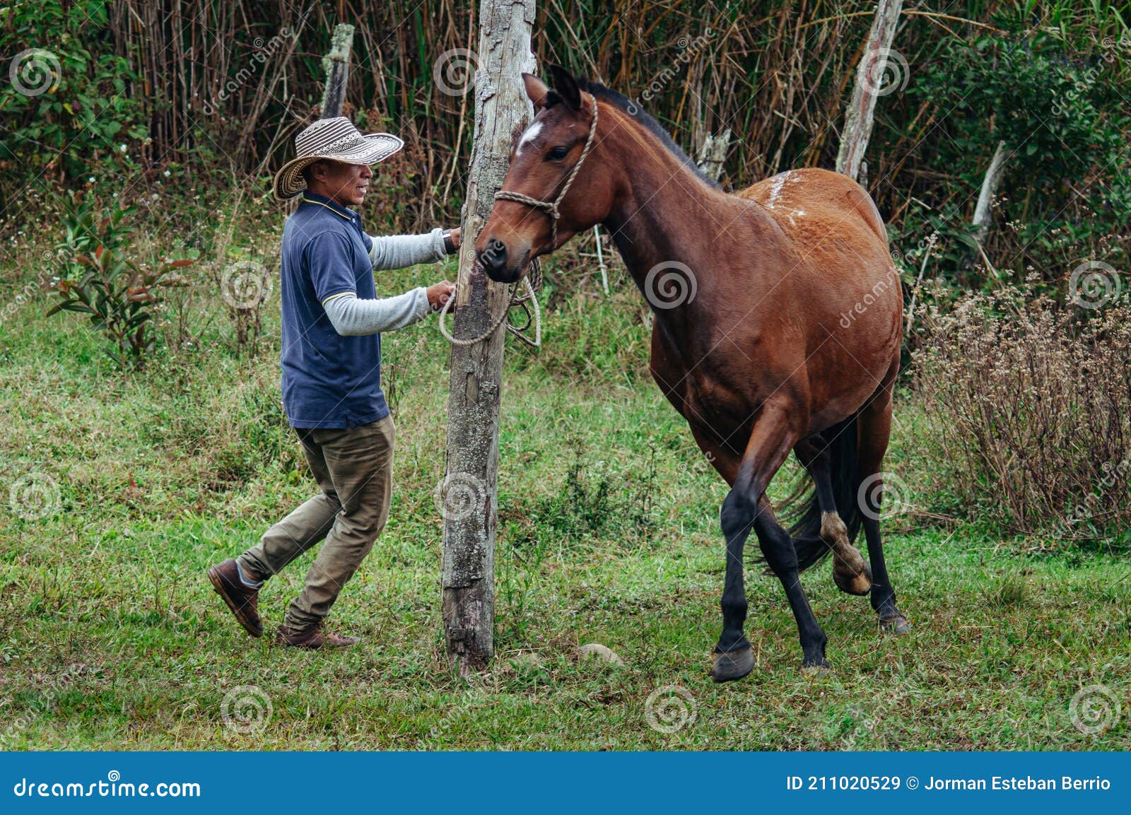Horse Trainer Spinning Fast in Circles with a Mare Stock Image Image