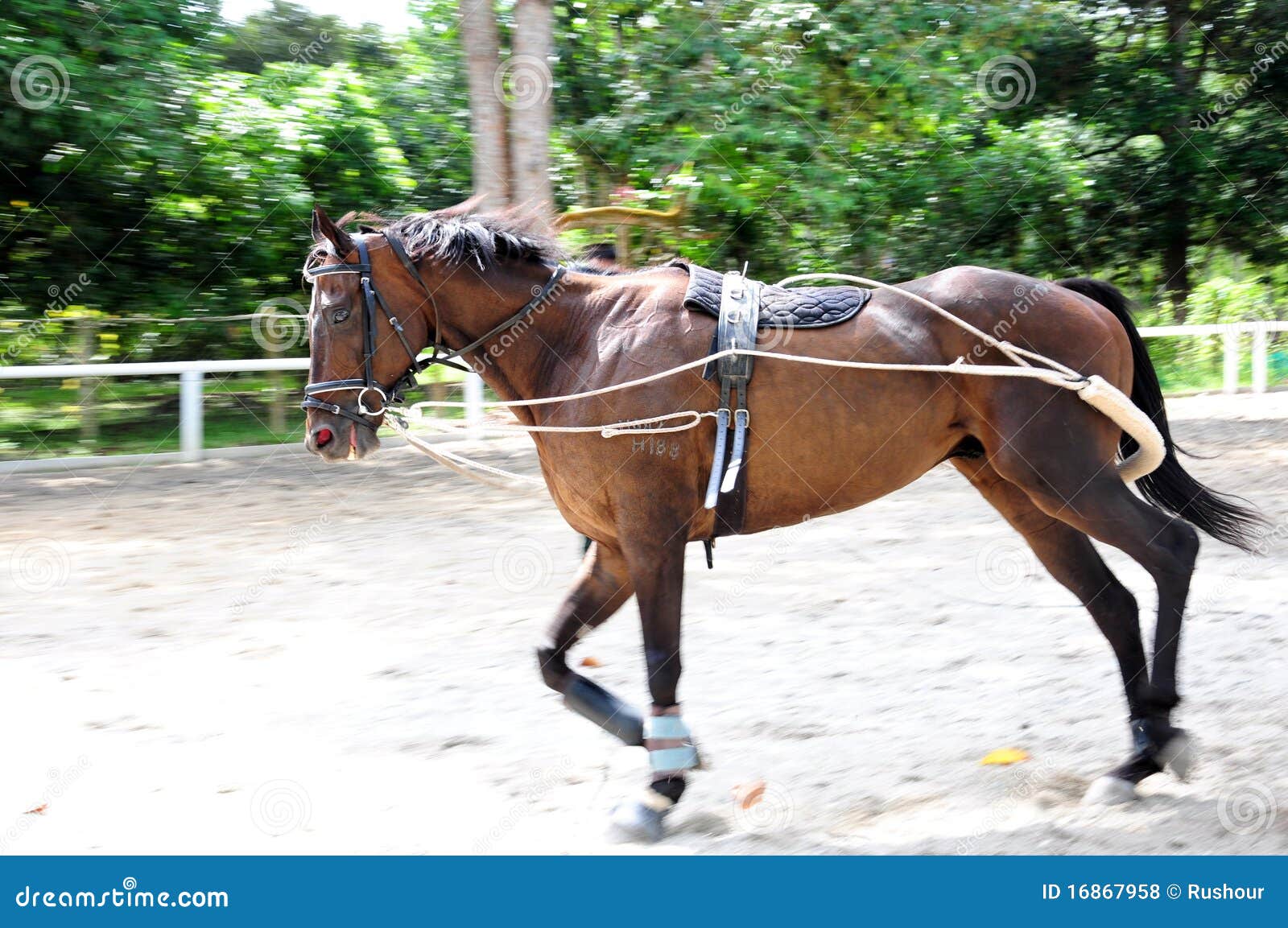 Horse Training Lunging the Stock Photo Image of horse, line 16867958