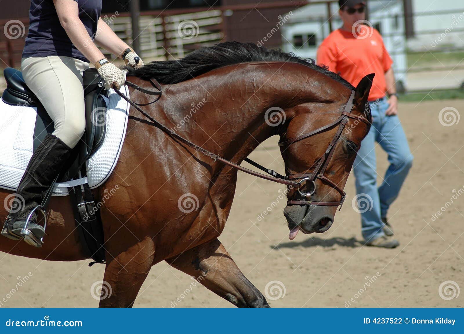 Horse training stock photo. Image of lesson, leggings 4237522