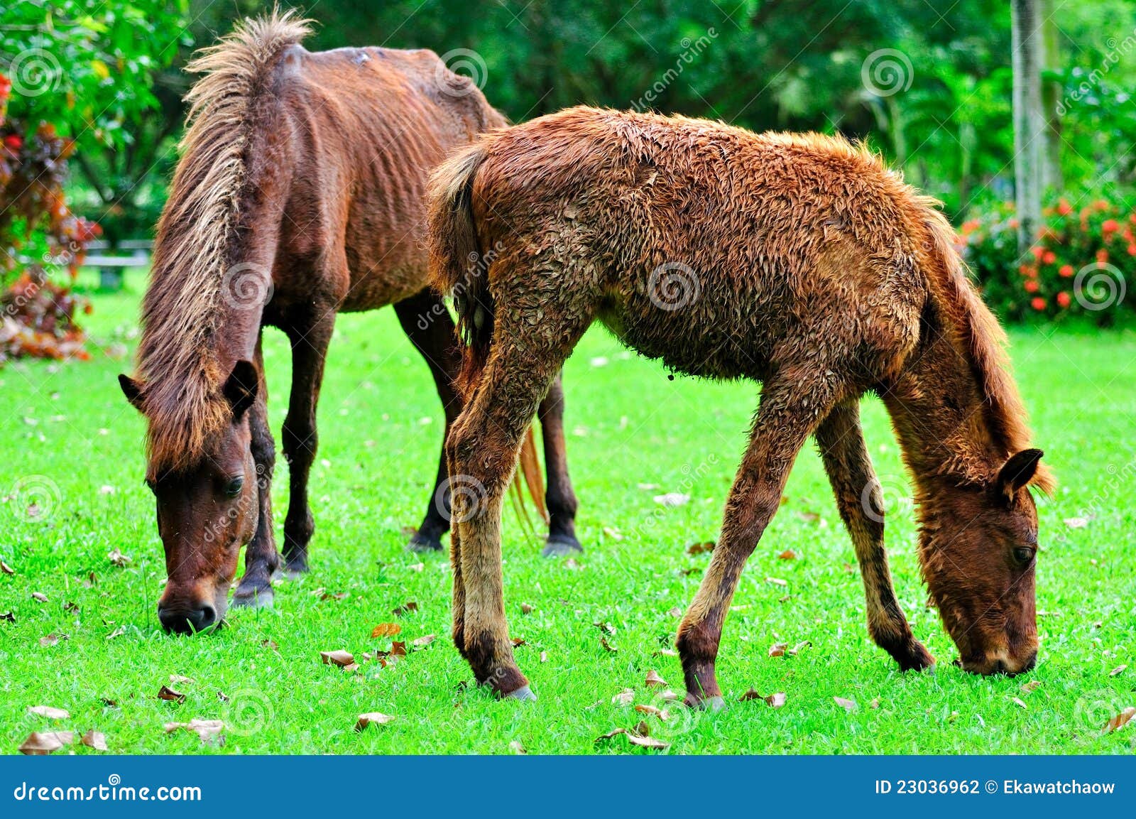 Horse trimming grass stock photo. Image of equestrian 23036962