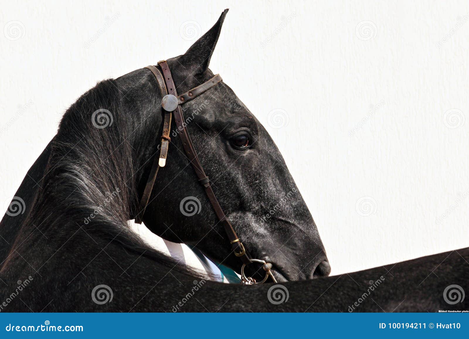 Horse turn head portrait stock image. Image of beauty 100194211