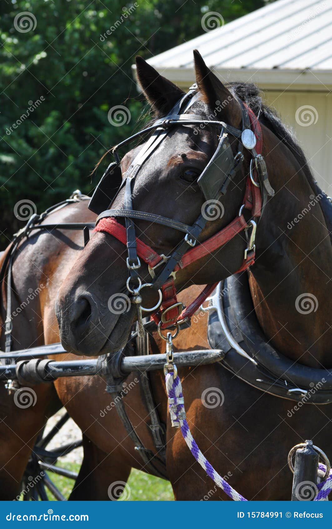 Horse turns his head stock image. Image of brown, grass 15784991