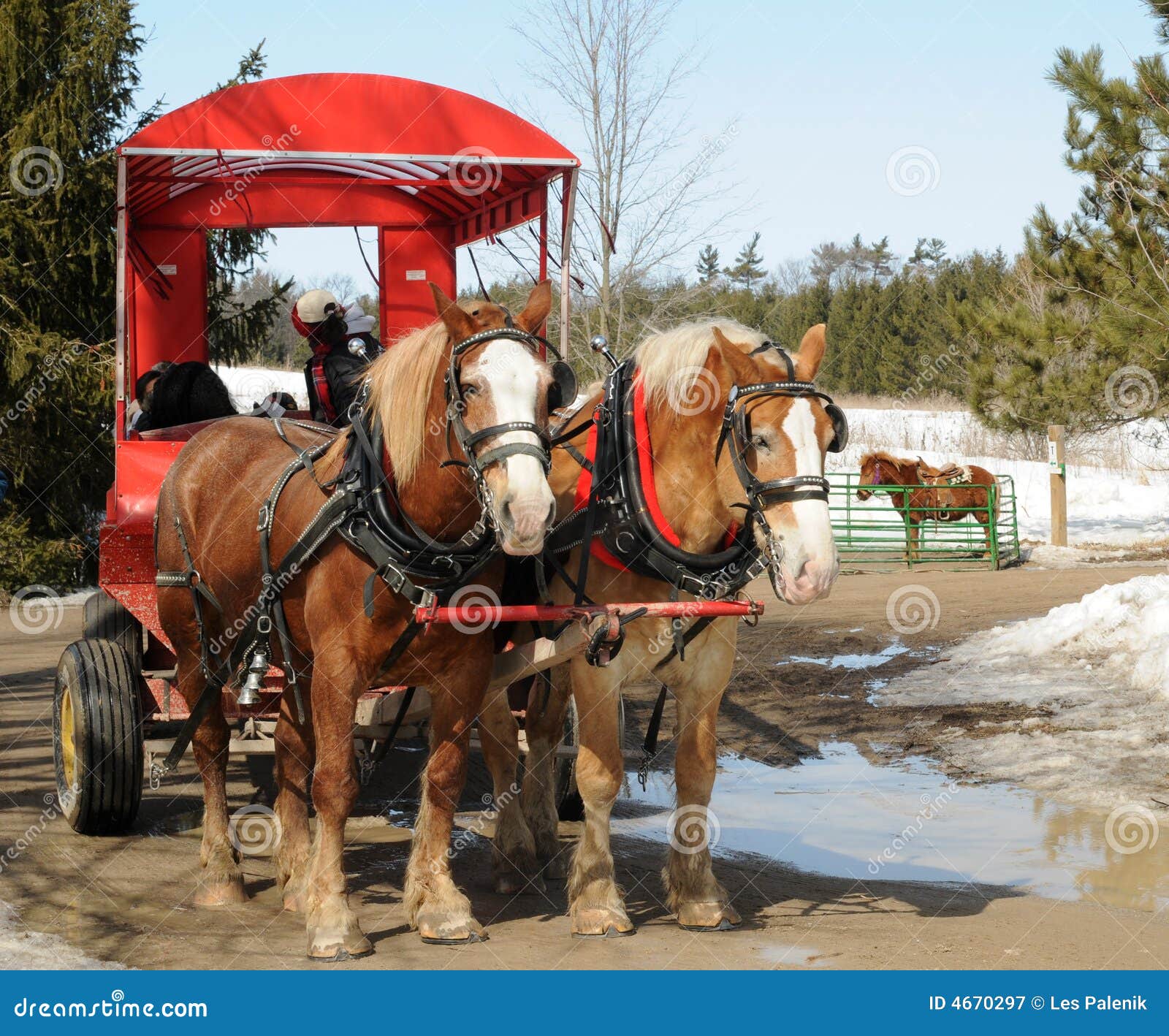 Horse Wagon stock image. Image of wagon, ride, pony, pull 4670297