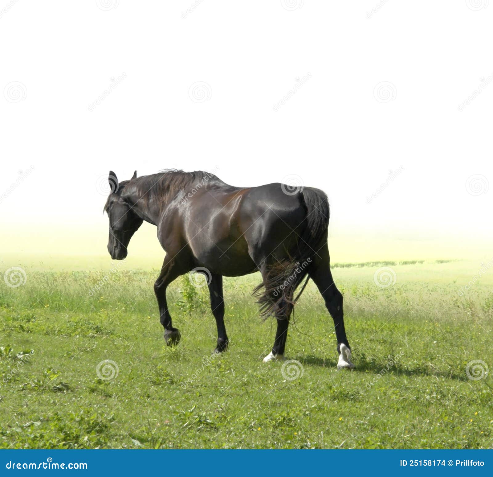 Horse walking away stock photo. Image of hoofed, hobbies 25158174