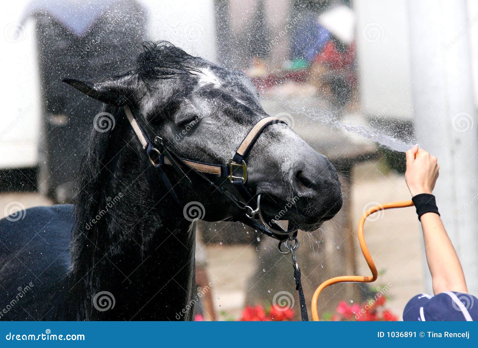 Horse Wash stock image. Image of happy, head, spray, care 1036891