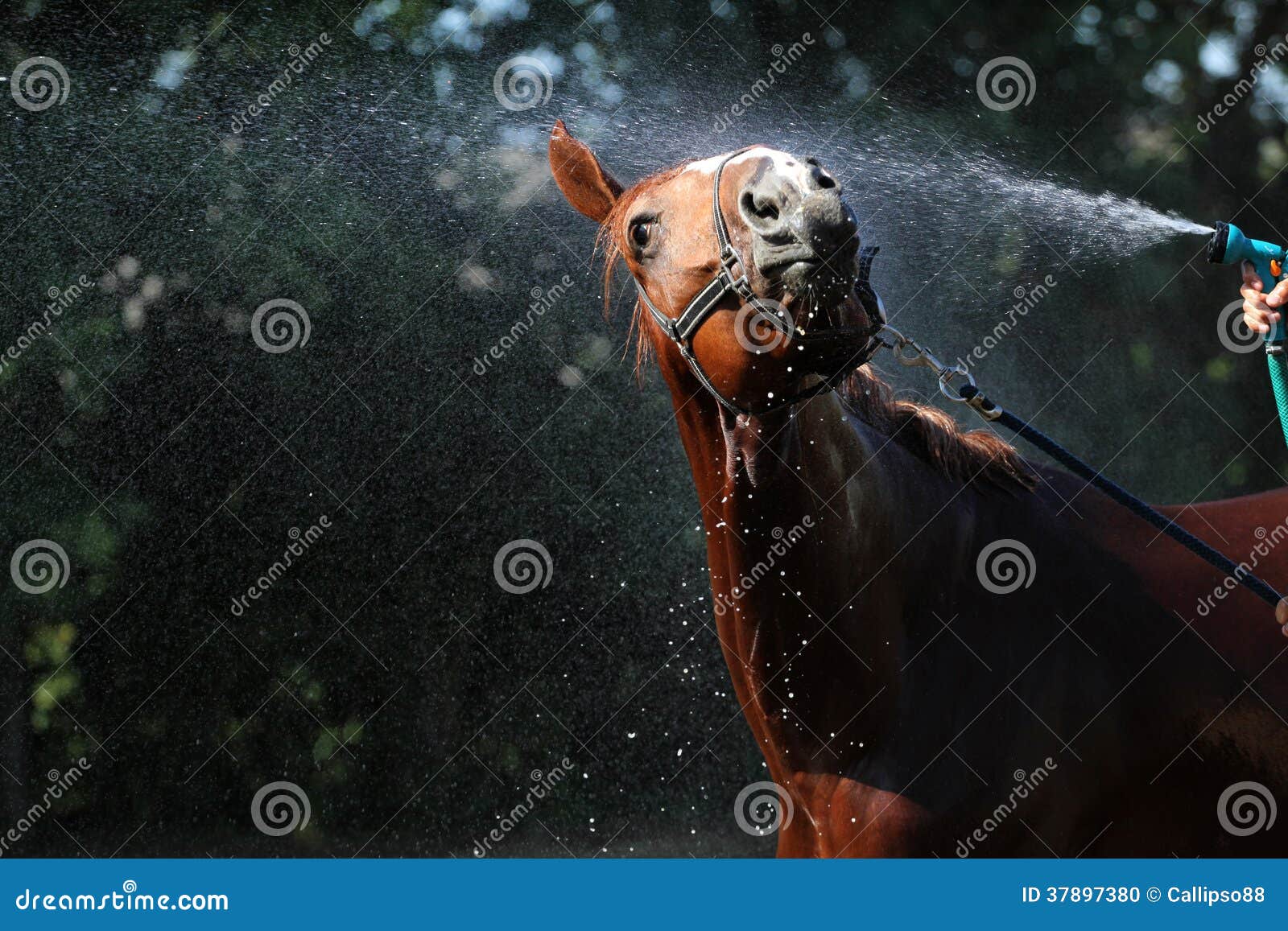 Horse wash stock photo. Image of nature, mane, morning 37897380
