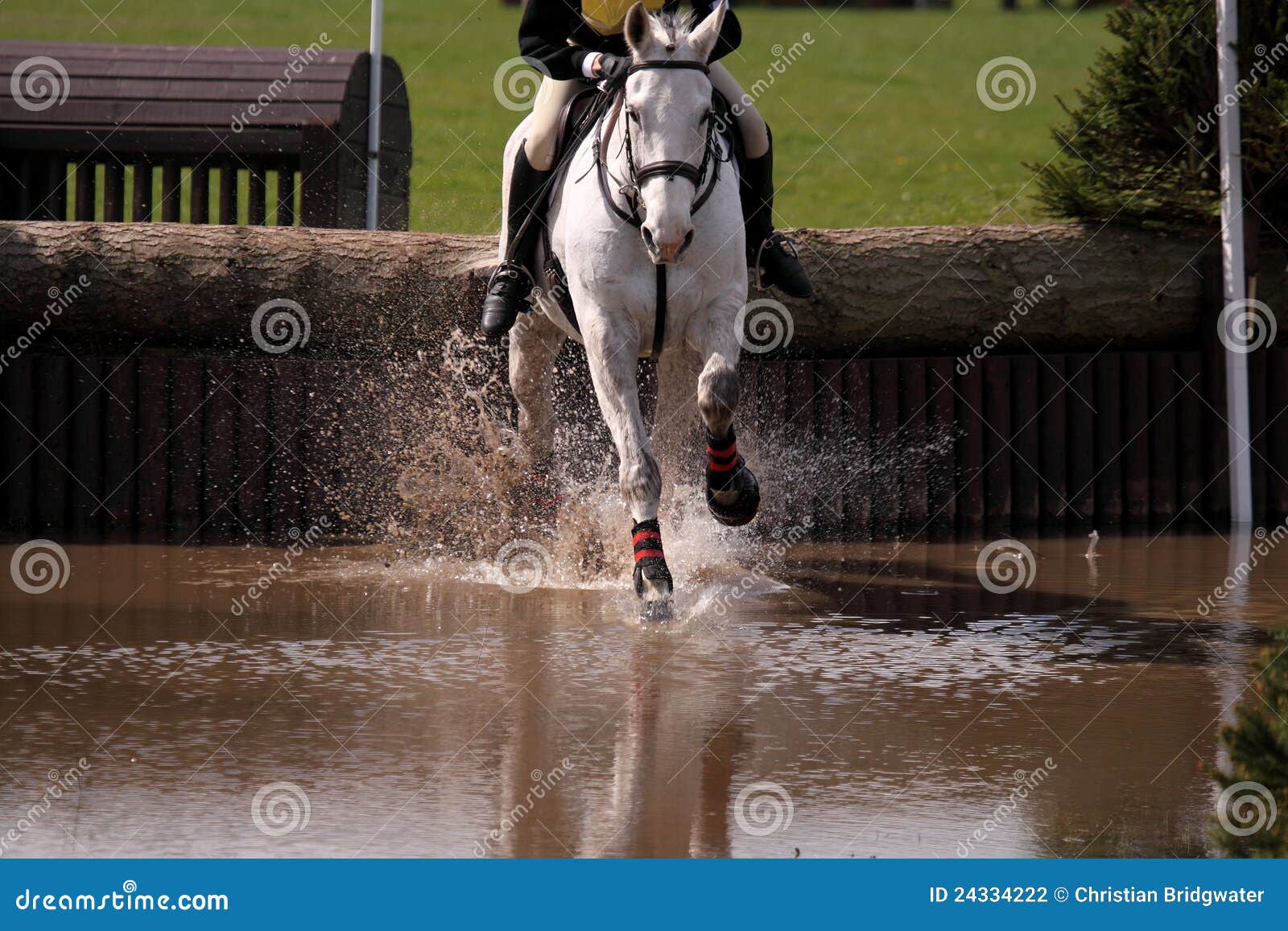 Horse at water jump 3 stock photo. Image of showjumping 24334222