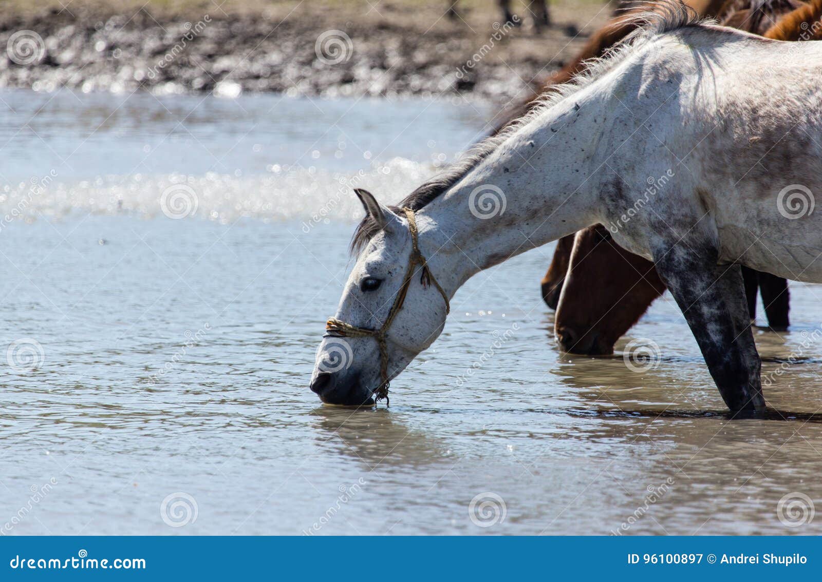 Horse on Watering Places on the Lake Stock Image Image of nature