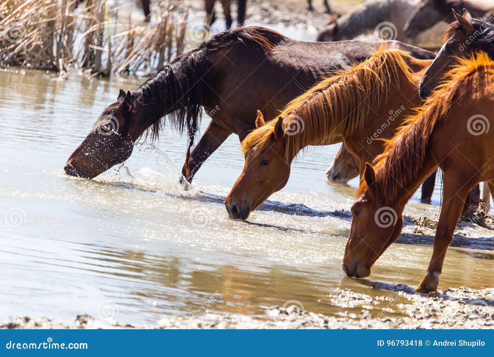 Horse on Watering Places on the Lake Stock Photo Image of water