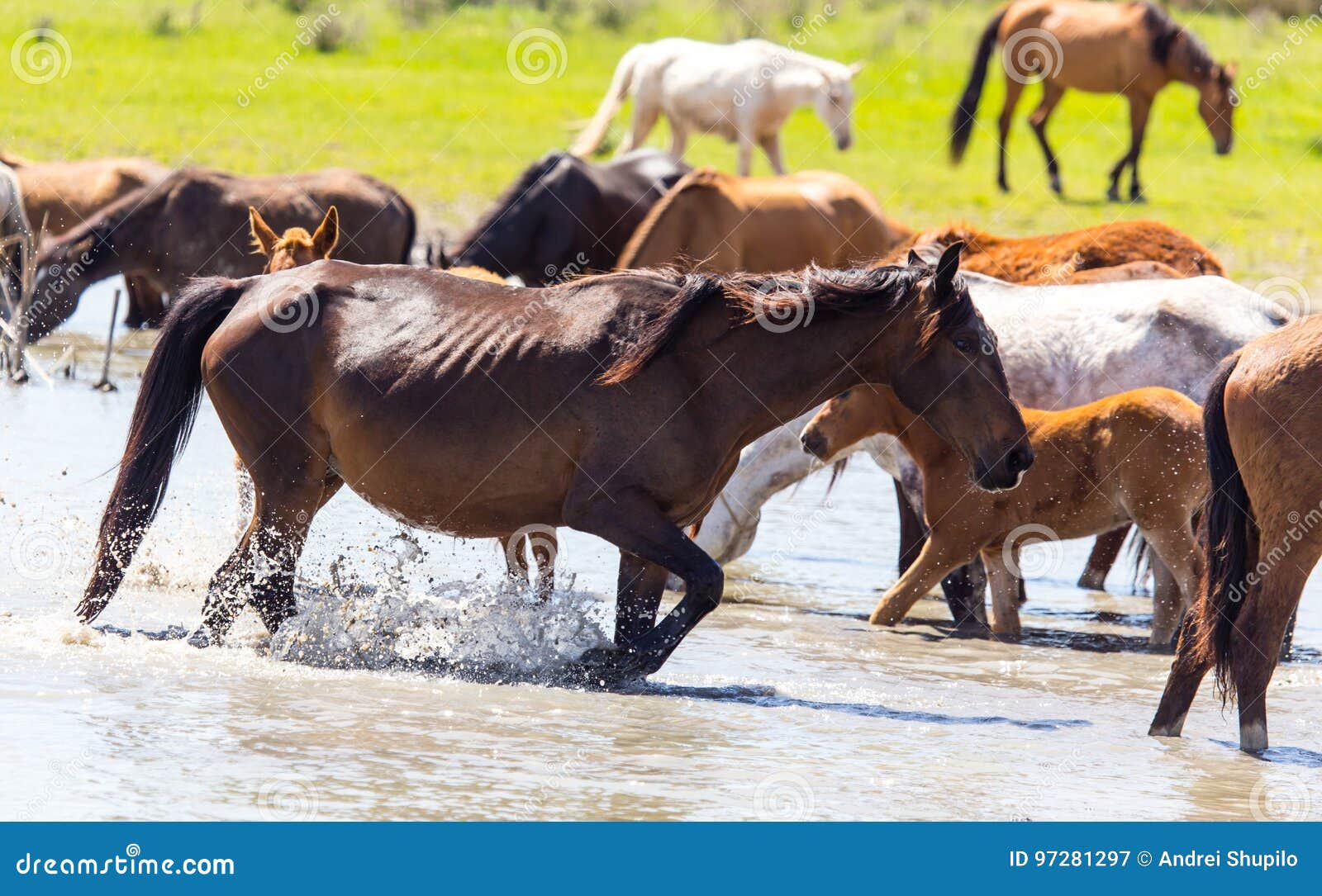 Horse on Watering Places on the Lake Stock Image Image of farming