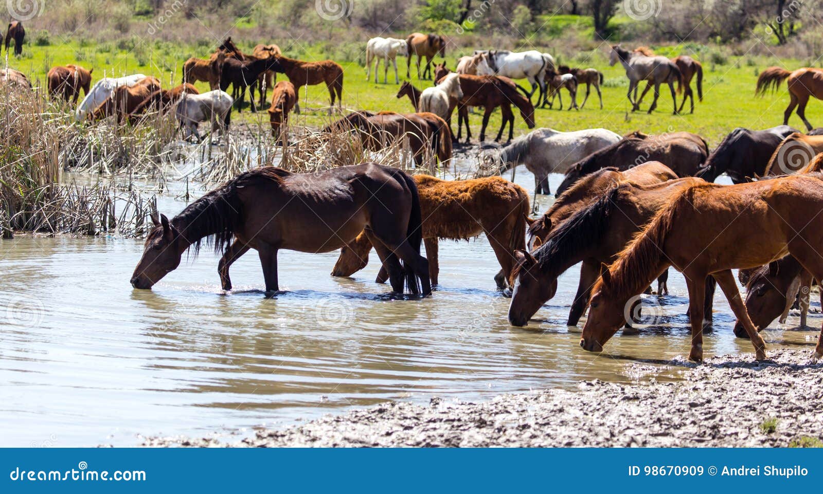Horse on Watering Places on the Lake Stock Image Image of tarpan