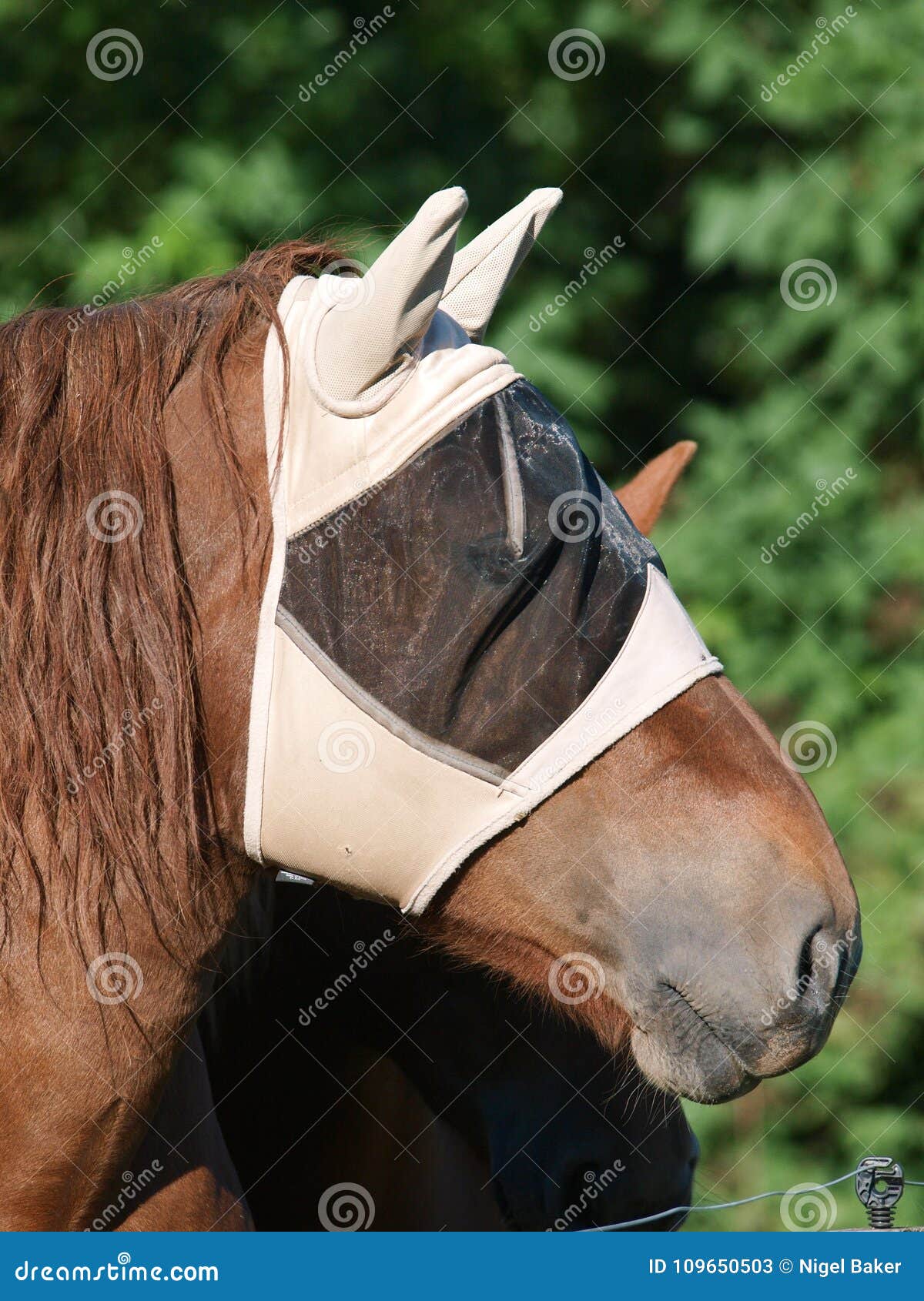Horse Wearing Fly Mask stock image. Image of animal 109650503