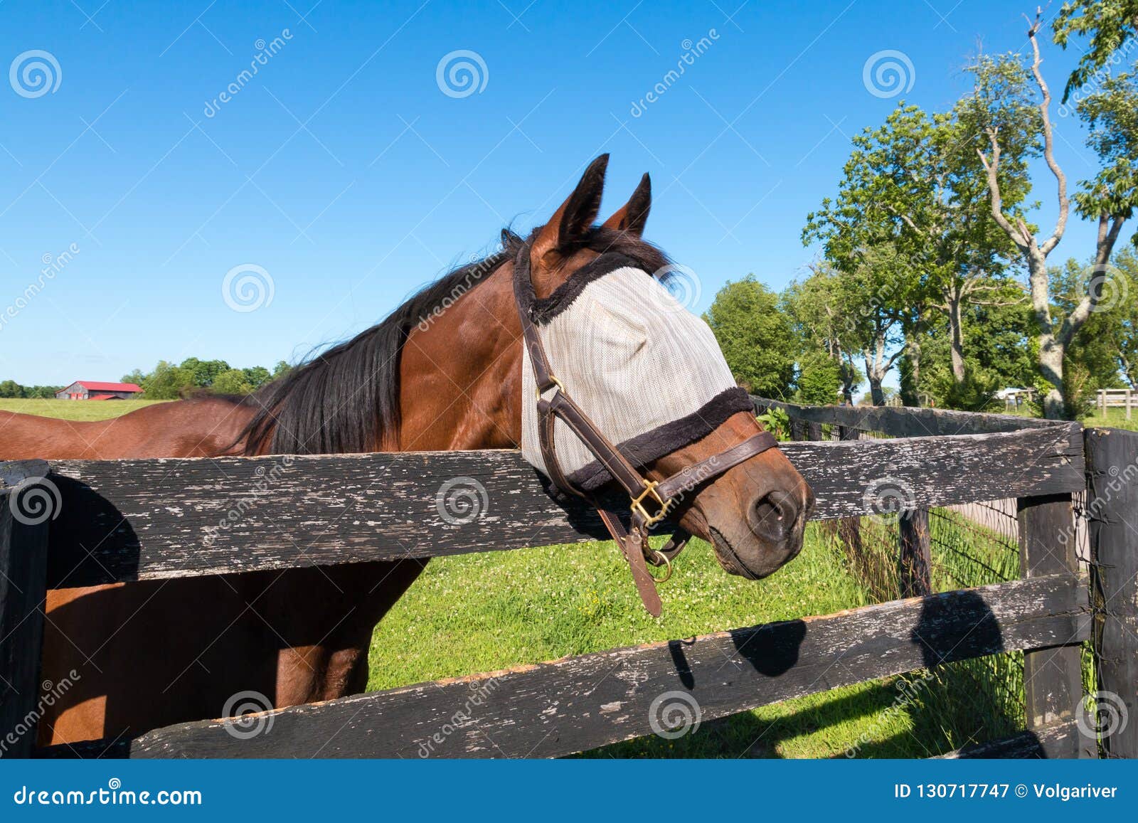 Horse Wearing the Fly Masks at Summer. Stock Image Image of landscape