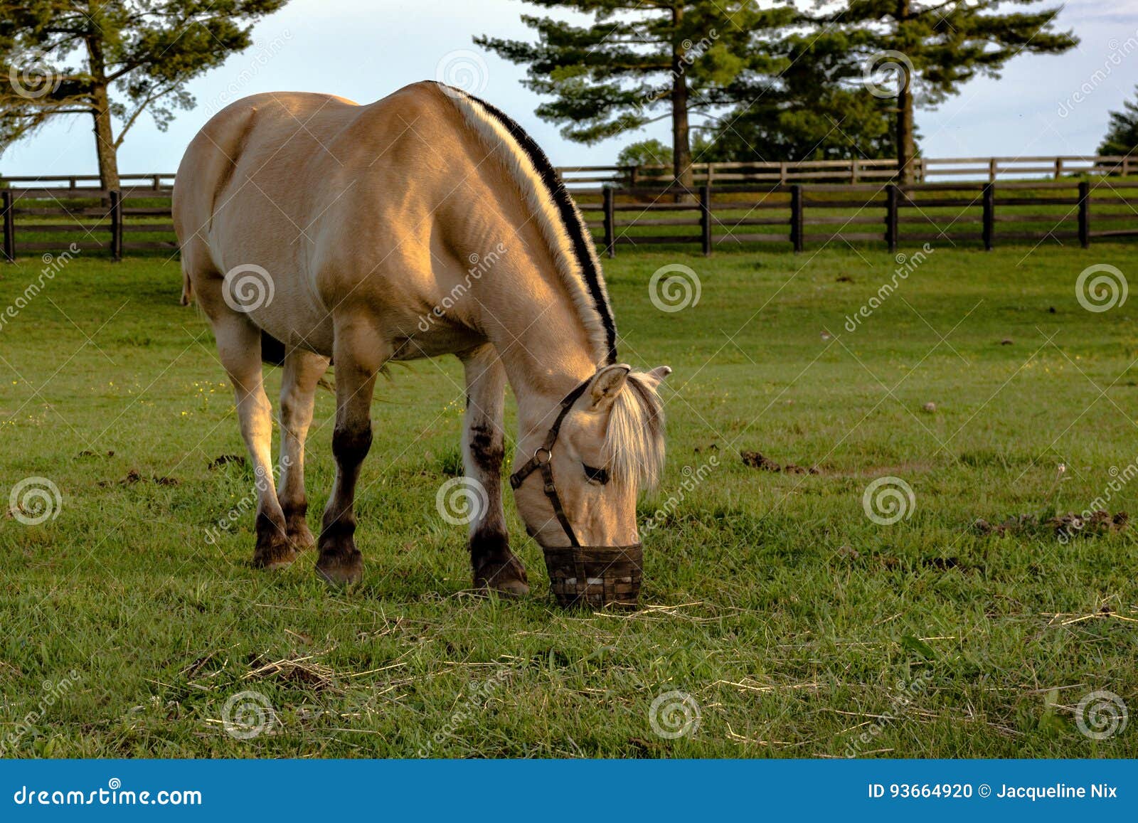 horse wearing a grazing muzzle