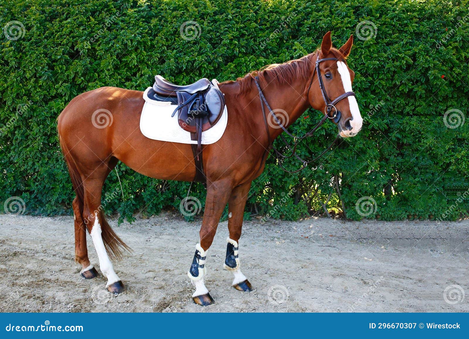 The Horse is Wearing a Saddle and White on the Back Stock Image Image