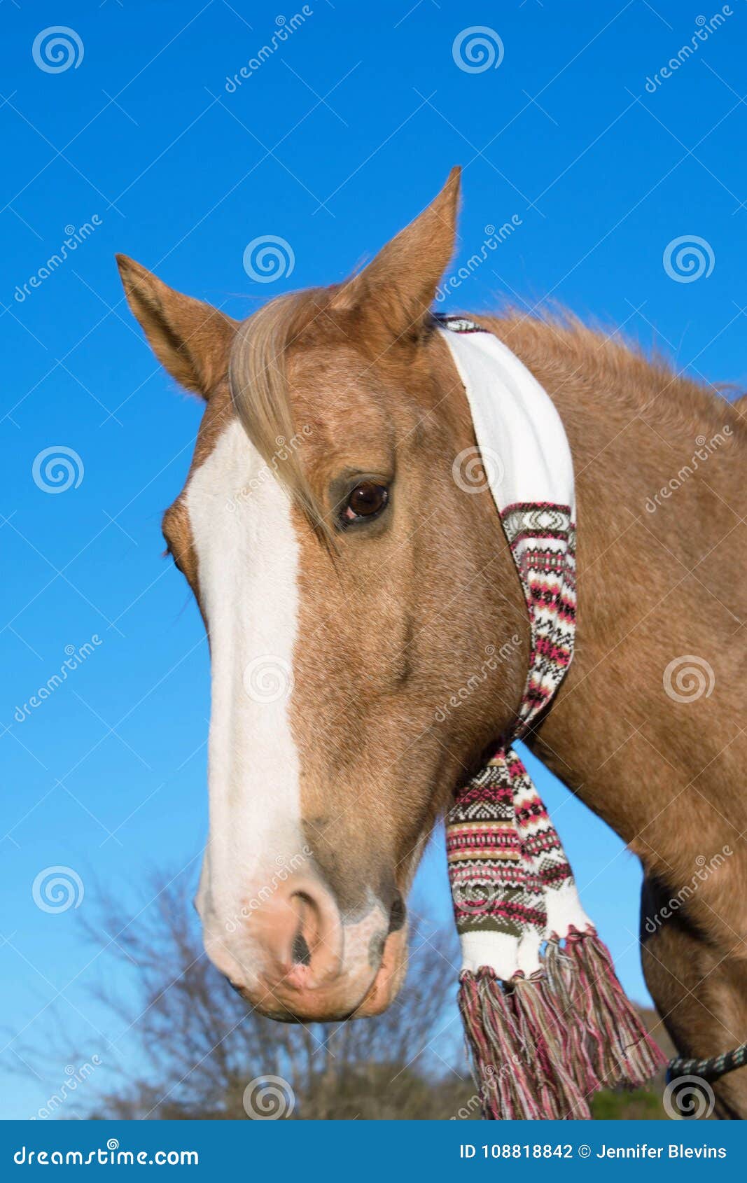 Horse wearing a scarf stock photo. Image of outdoor 108818842