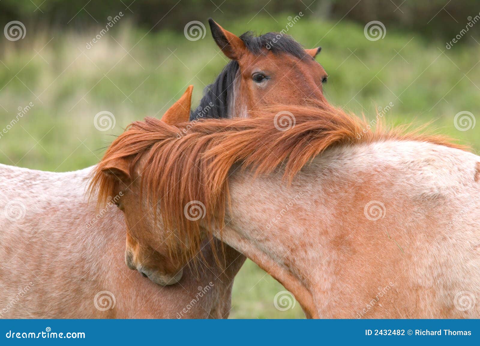Horse whispering stock photo. Image of pasture, pony, whisperer 2432482