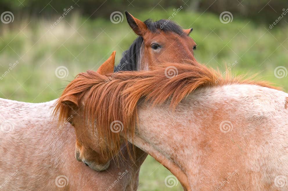 Horse whispering stock photo. Image of pasture, pony, whisperer 2432482
