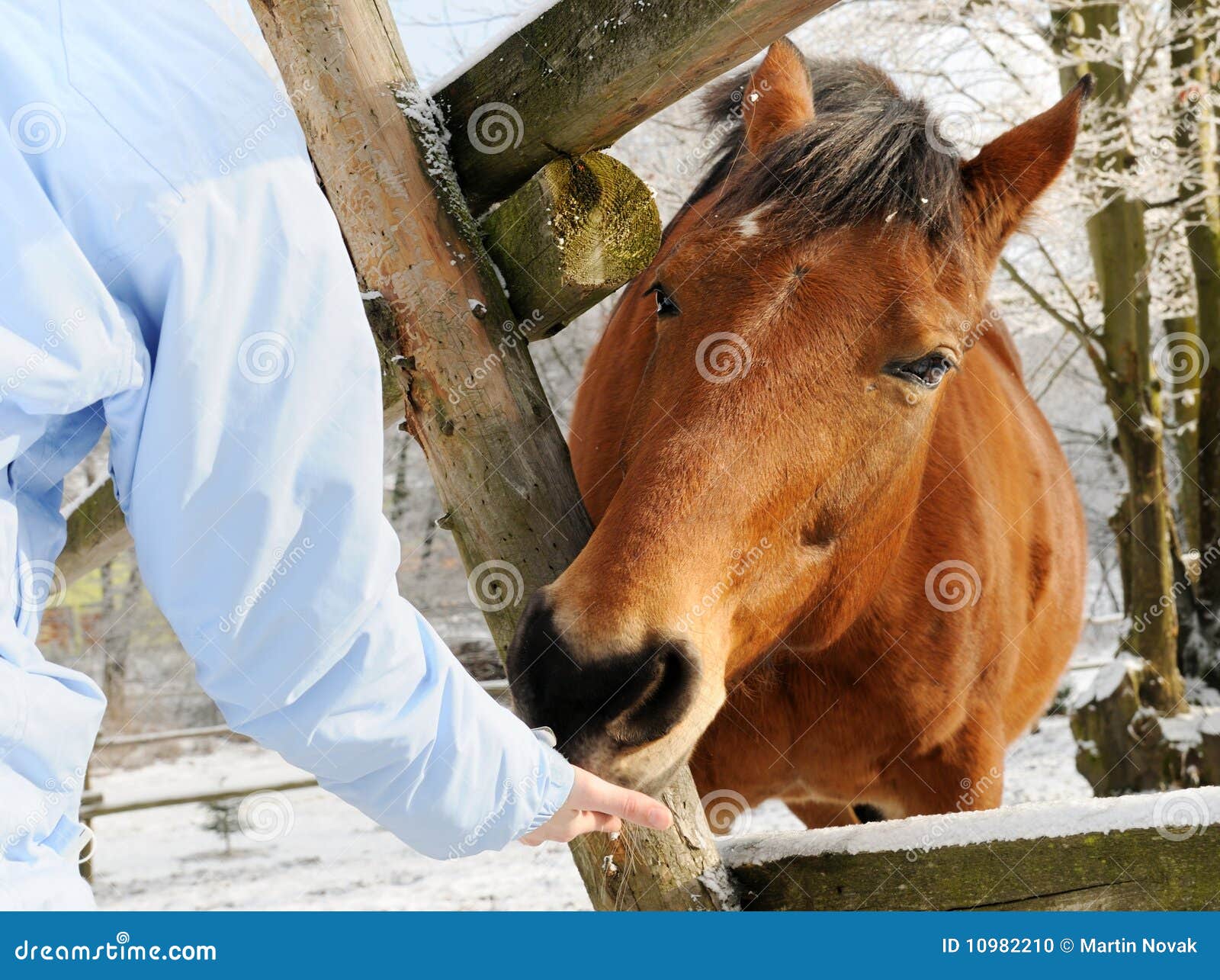 Horse winter feeding stock photo. Image of food, mammal 10982210