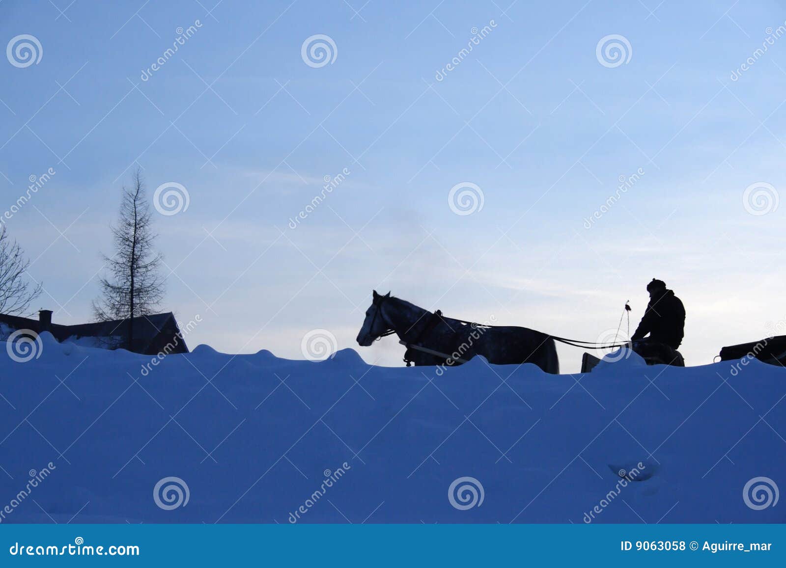 Horse yoke stock photo. Image of leisure, trip, park, west 9063058