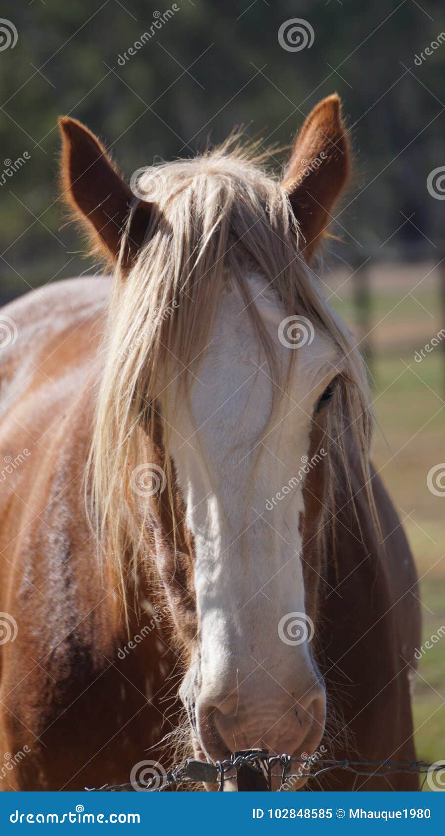 Horse stock image. Image of animal, wild, head, horse 102848585