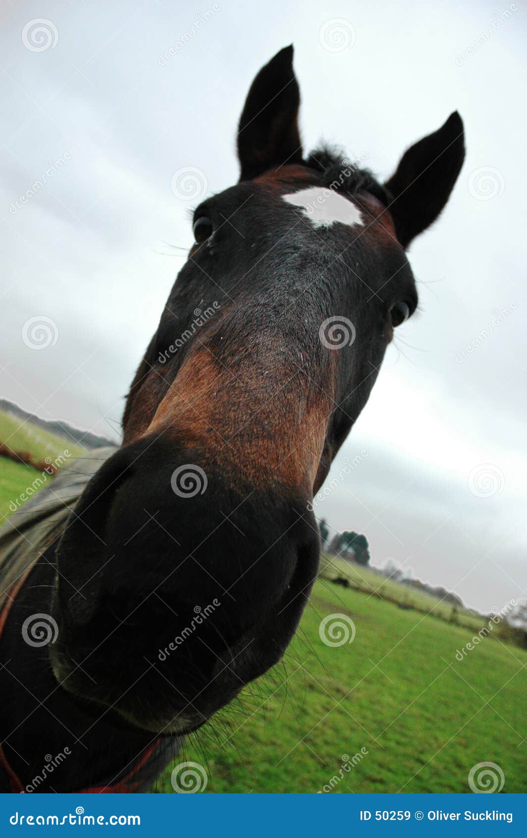 Horse2. Eine Nahaufnahme der Wekzeugspritze eines Pferds