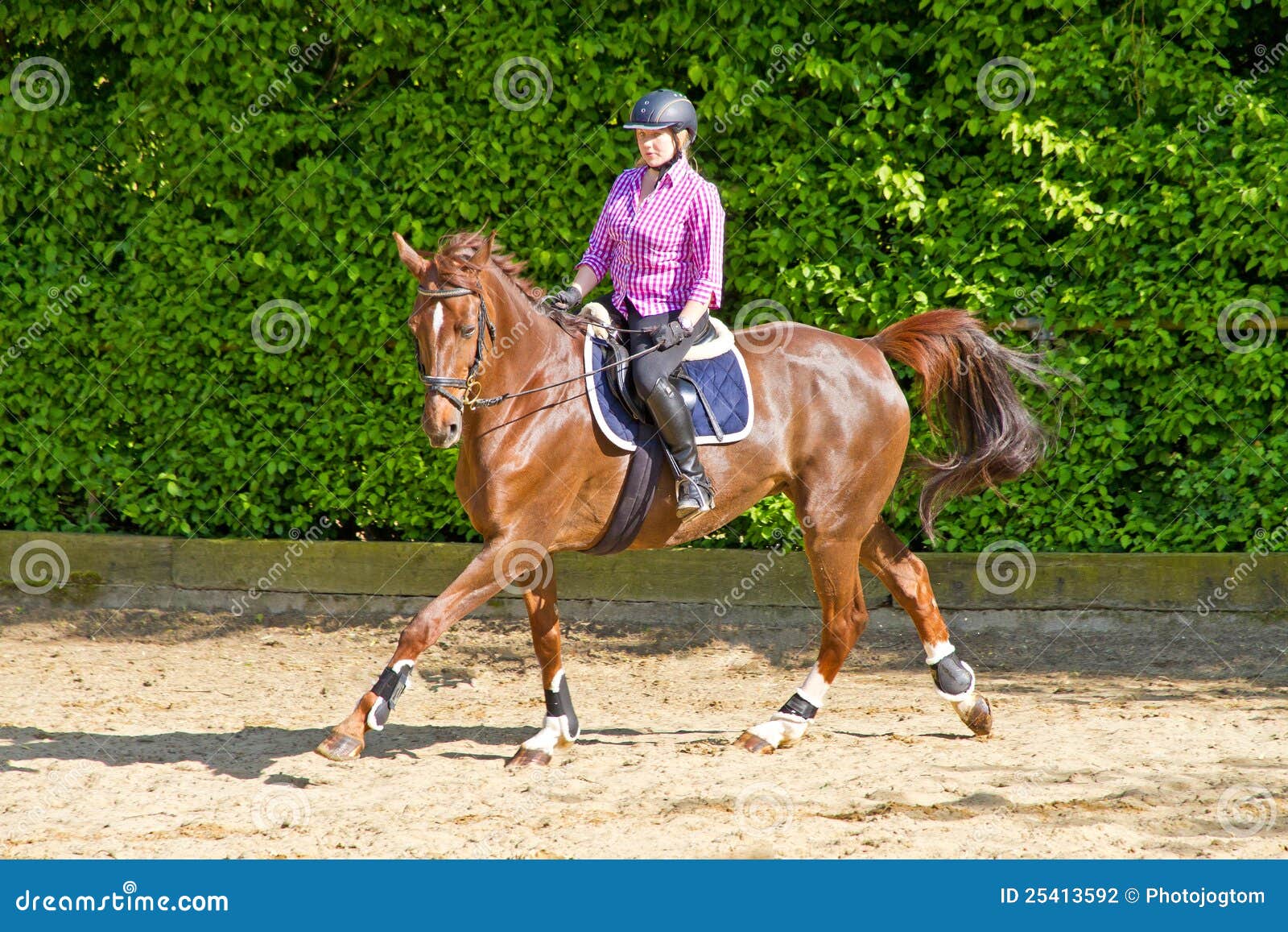 Horseback ride gallop stock photo. Image of female 25413592