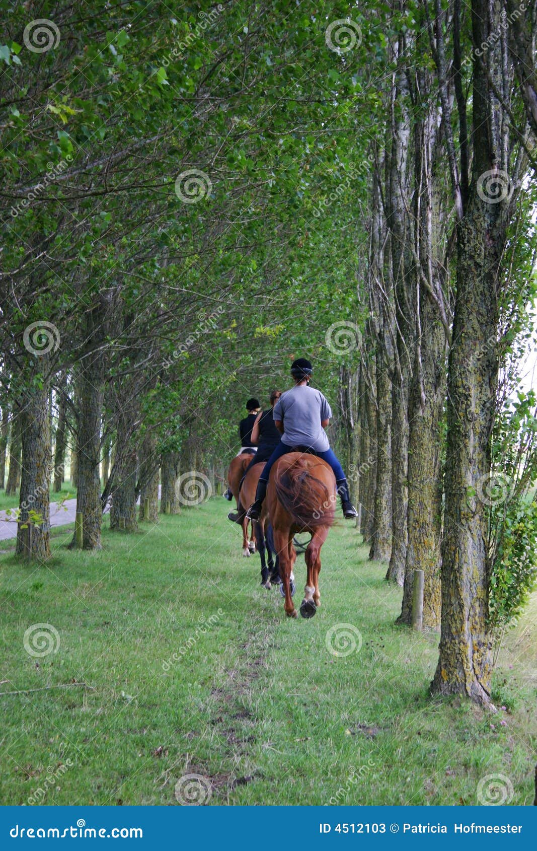 Horseback riding stock image. Image of horse, horses, equestrian 4512103