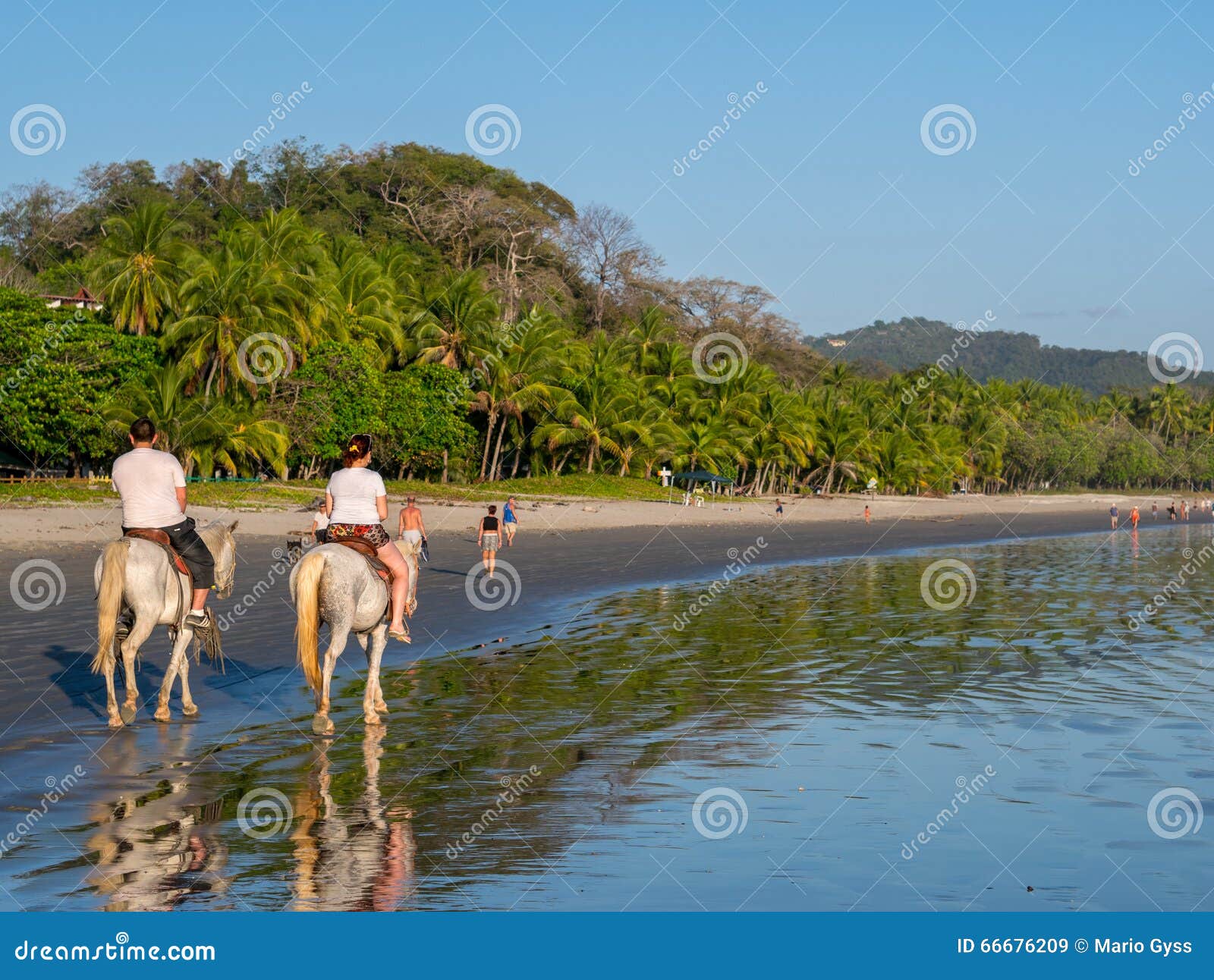 Horseback Riding in Costa Rica Editorial Stock Image Image of equine